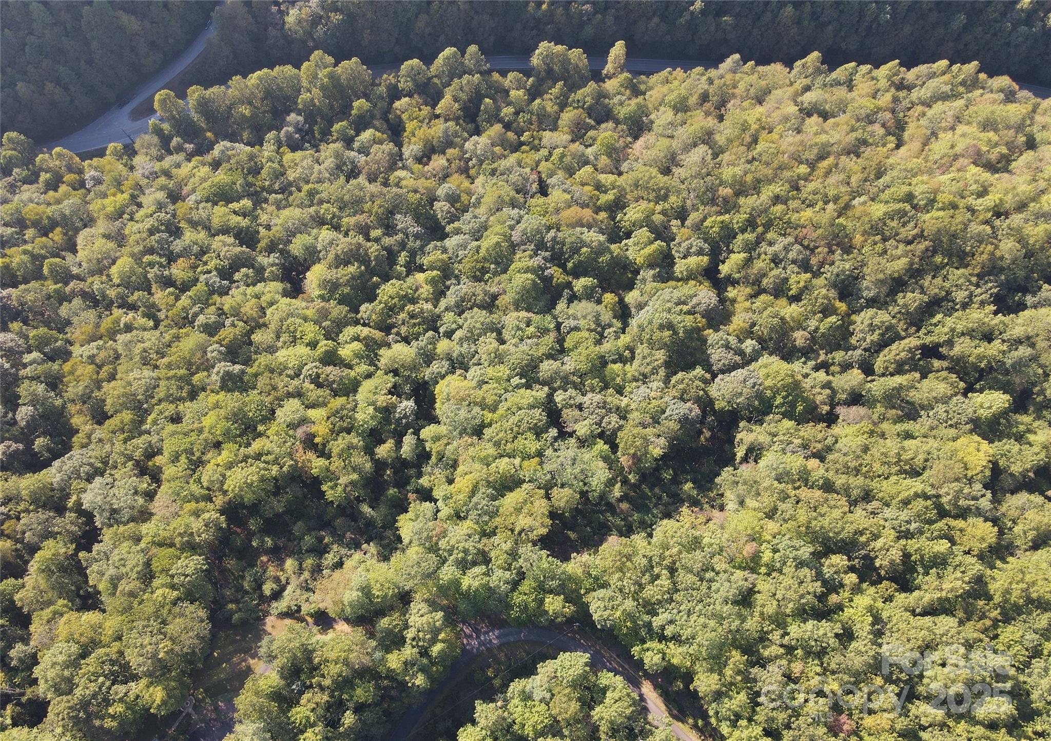 303 Ladd Ridge Road Rosman, NC 28772 - Photo 11 of 32 a view of a bunch of flowers and trees