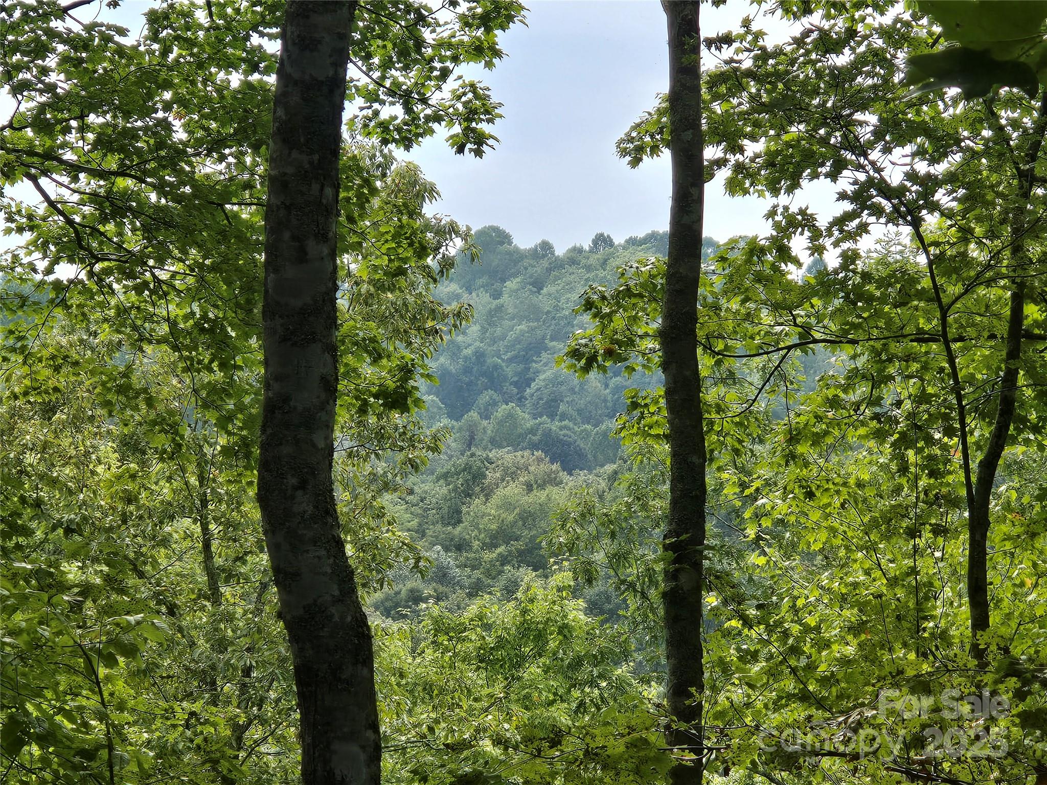 303 Ladd Ridge Road Rosman, NC 28772 - Photo 13 of 32 a view of a forest from a window