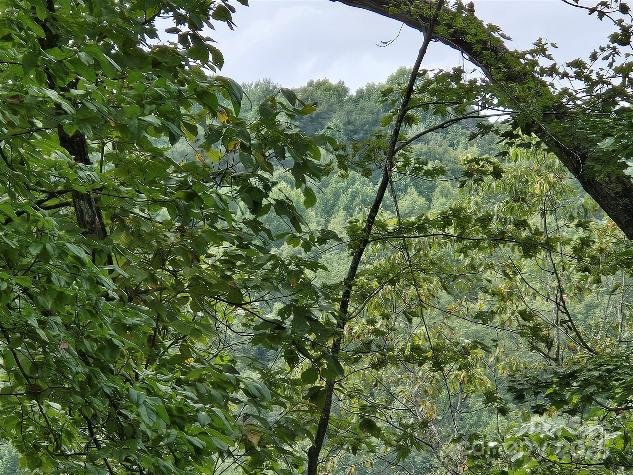 303 Ladd Ridge Road Rosman, NC 28772 - Photo 14 of 32 a view of a tree