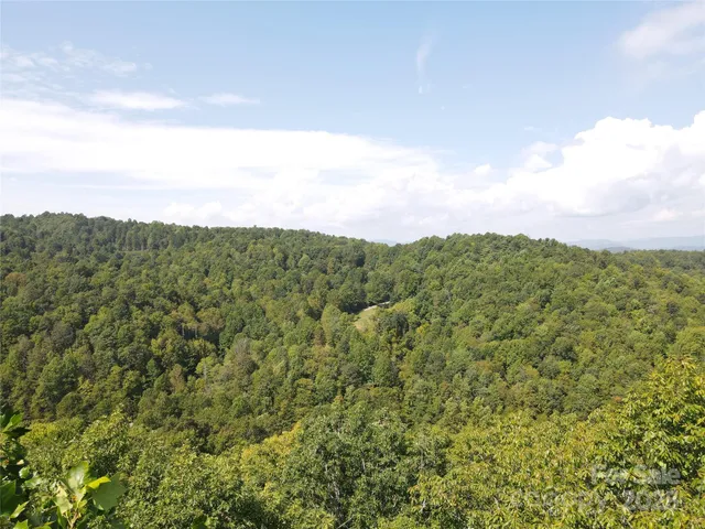 a view of a bunch of trees and bushes