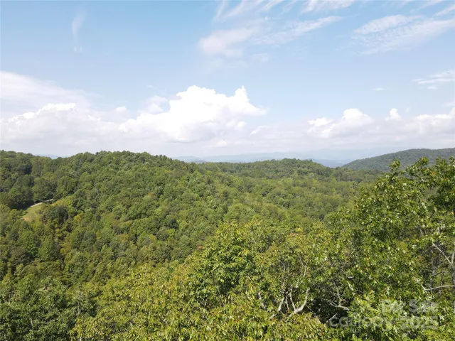 a view of a lush green forest