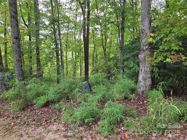 a view of a tree in a yard