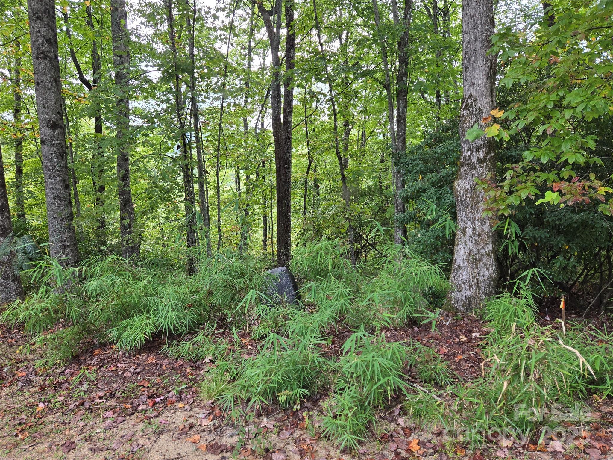 303 Ladd Ridge Road Rosman, NC 28772 - Photo 19 of 32 a view of a lush green forest