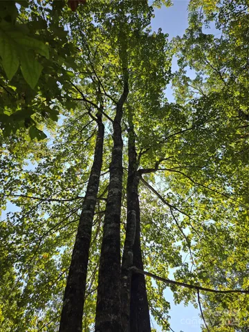 a view of a tree in a yard
