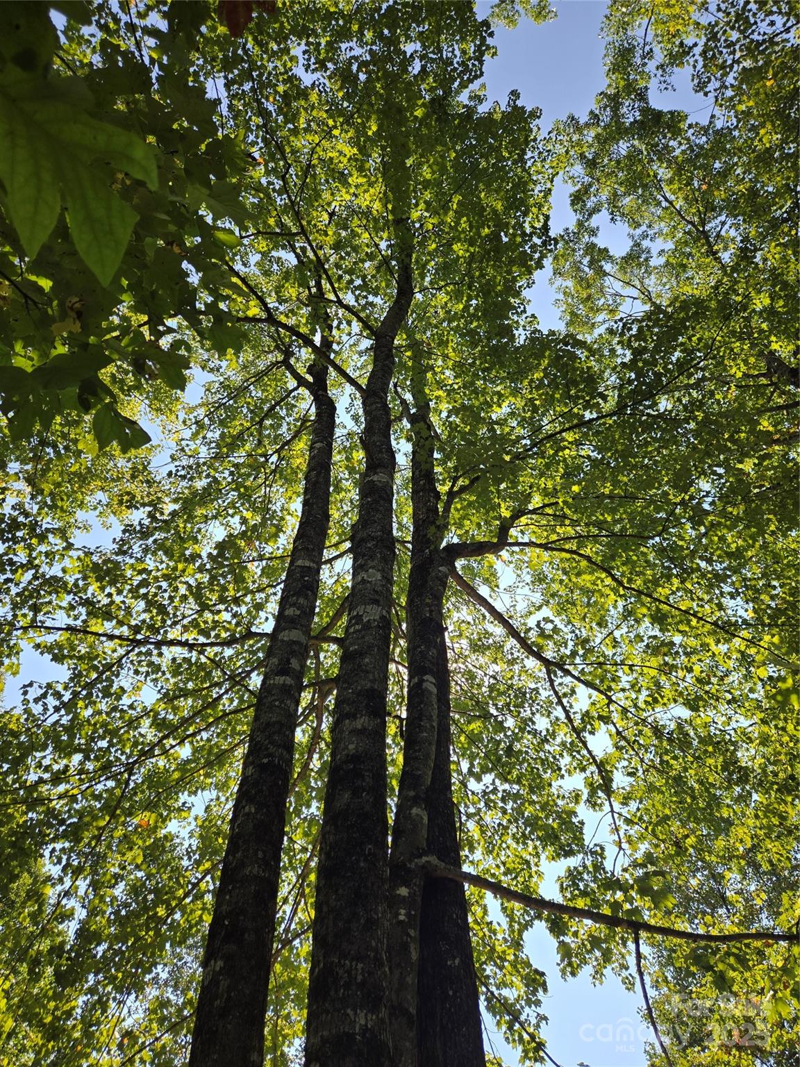 303 Ladd Ridge Road Rosman, NC 28772 - Photo 20 of 32 a picture of tree