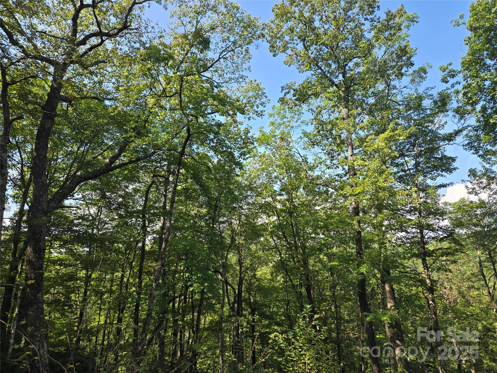 303 Ladd Ridge Road Rosman, NC 28772 - Photo 21 of 32 a view of a tree in a yard