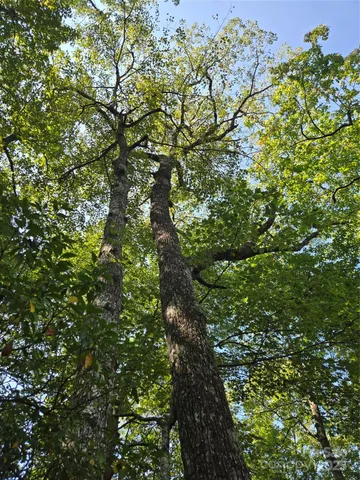 a view of a lush green forest