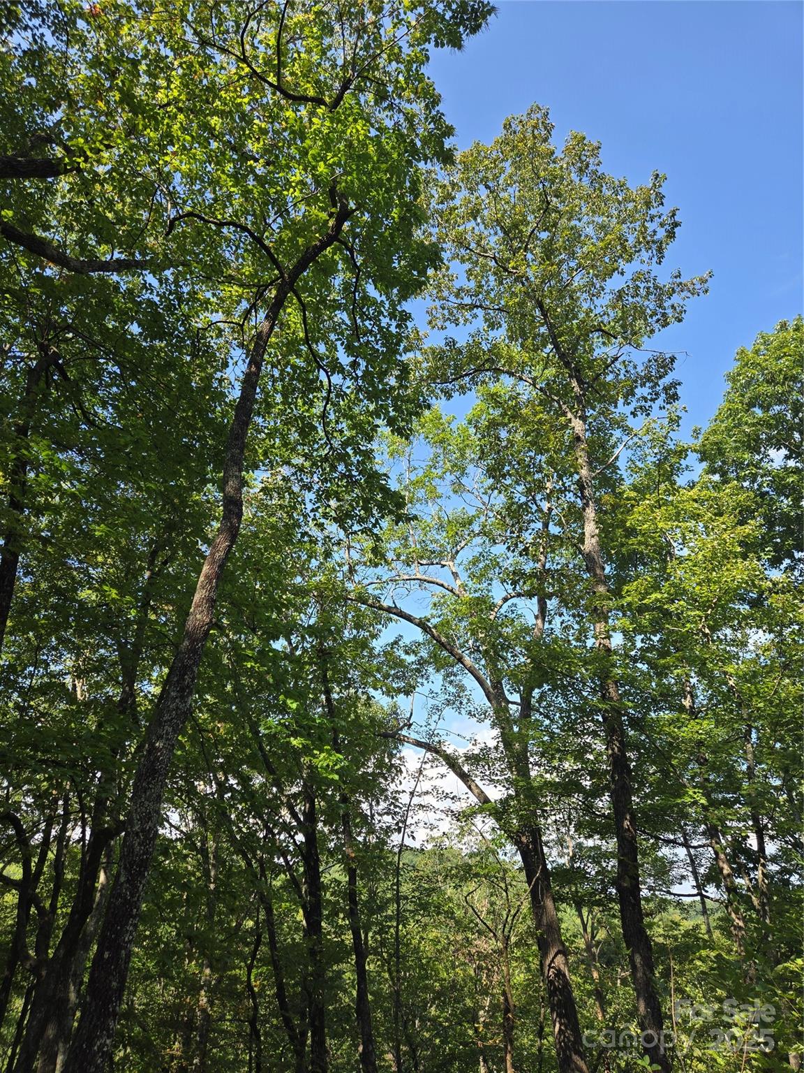 303 Ladd Ridge Road Rosman, NC 28772 - Photo 24 of 32 a view of a tree in a yard