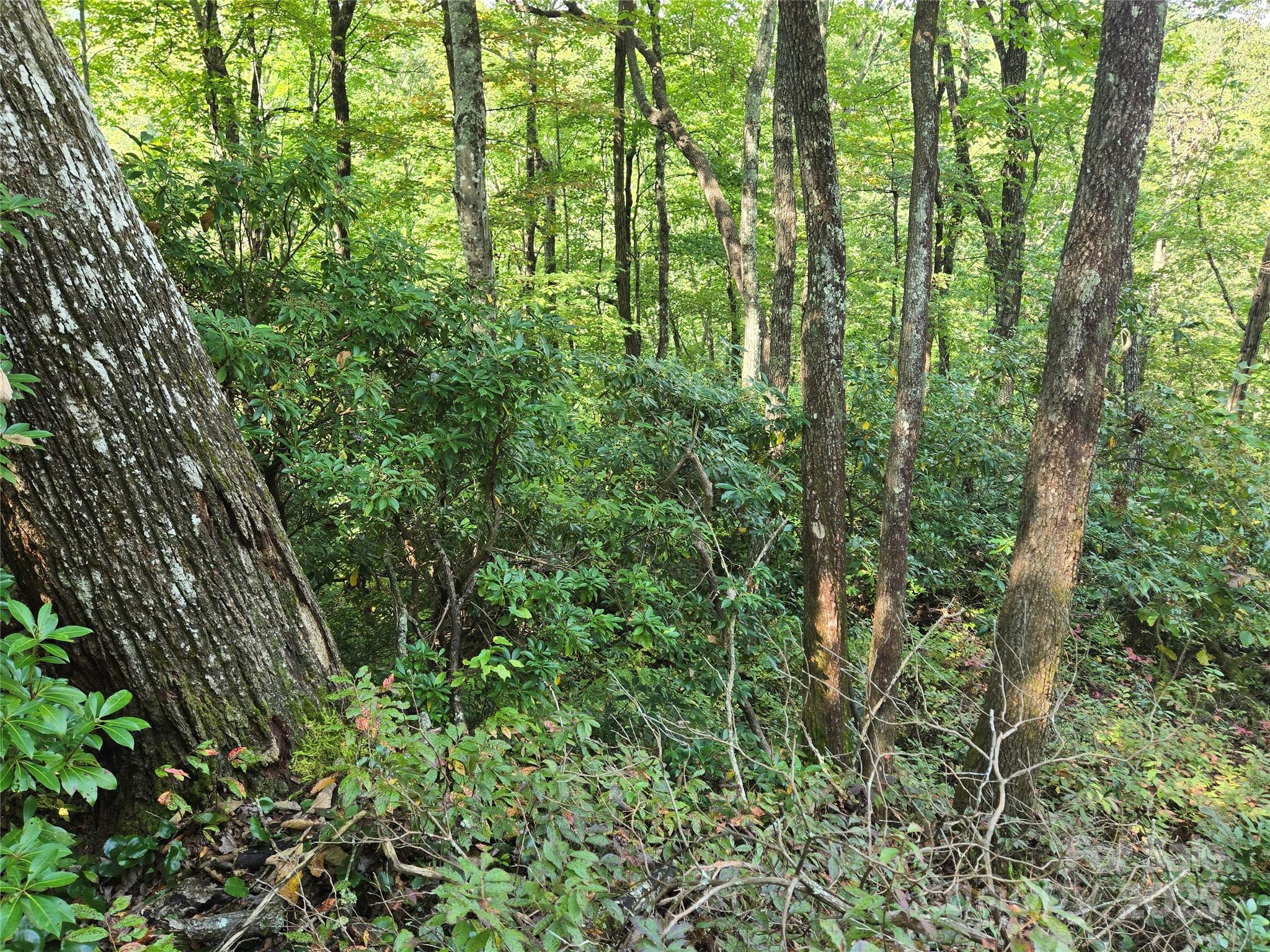 303 Ladd Ridge Road Rosman, NC 28772 - Photo 25 of 32 a view of a lush green forest