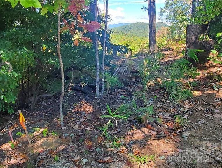 303 Ladd Ridge Road Rosman, NC 28772 - Photo 6 of 32 a view of a park with large trees