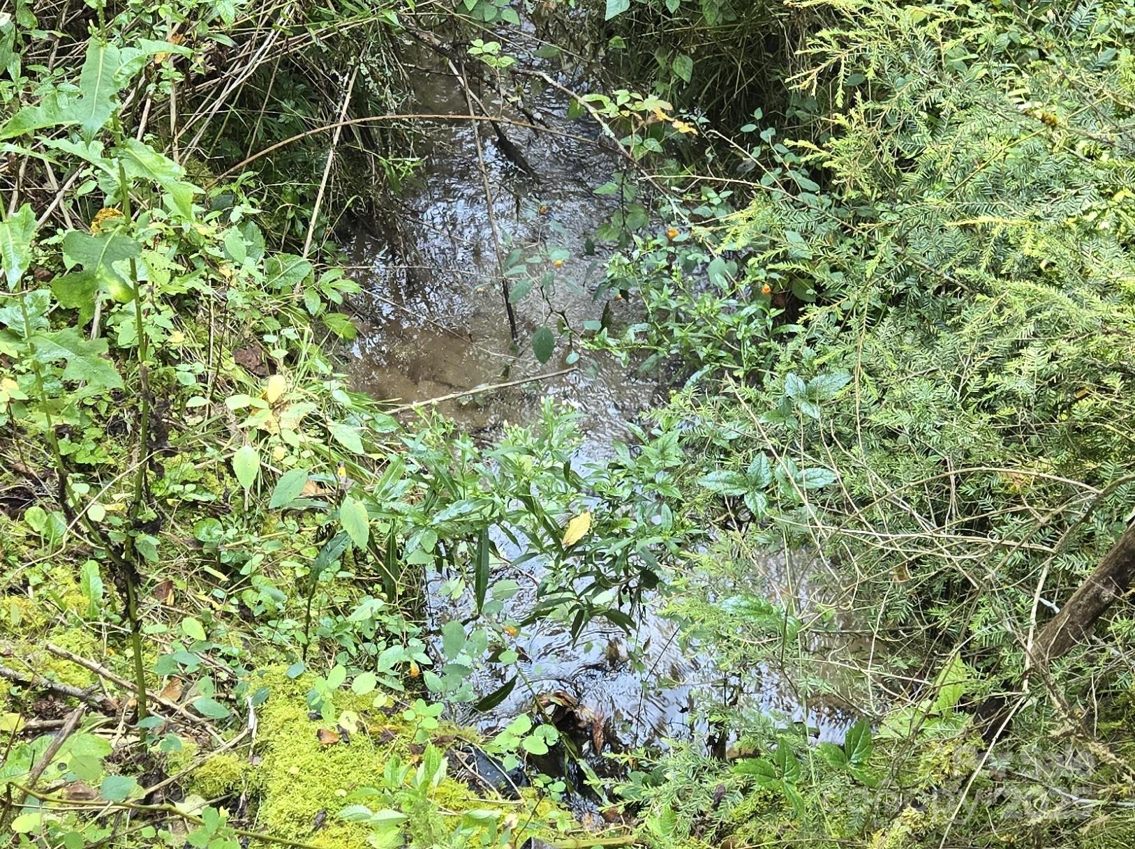 303 Ladd Ridge Road Rosman, NC 28772 - Photo 8 of 32 a backyard of a house with lots of plants