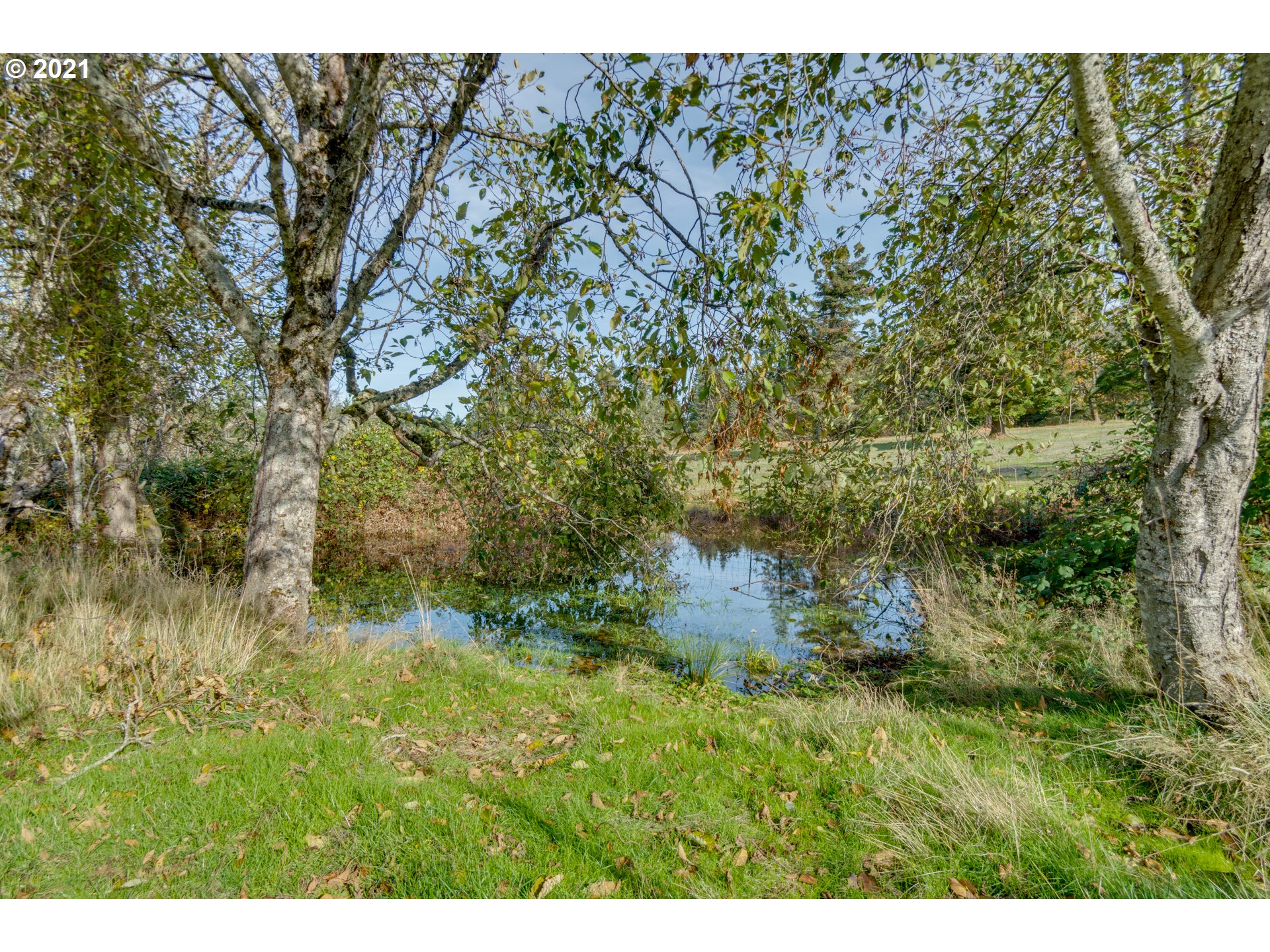 15587 South Pierce Road Molalla, OR 97038 - Photo 27 of 28 a view of a tree with a yard