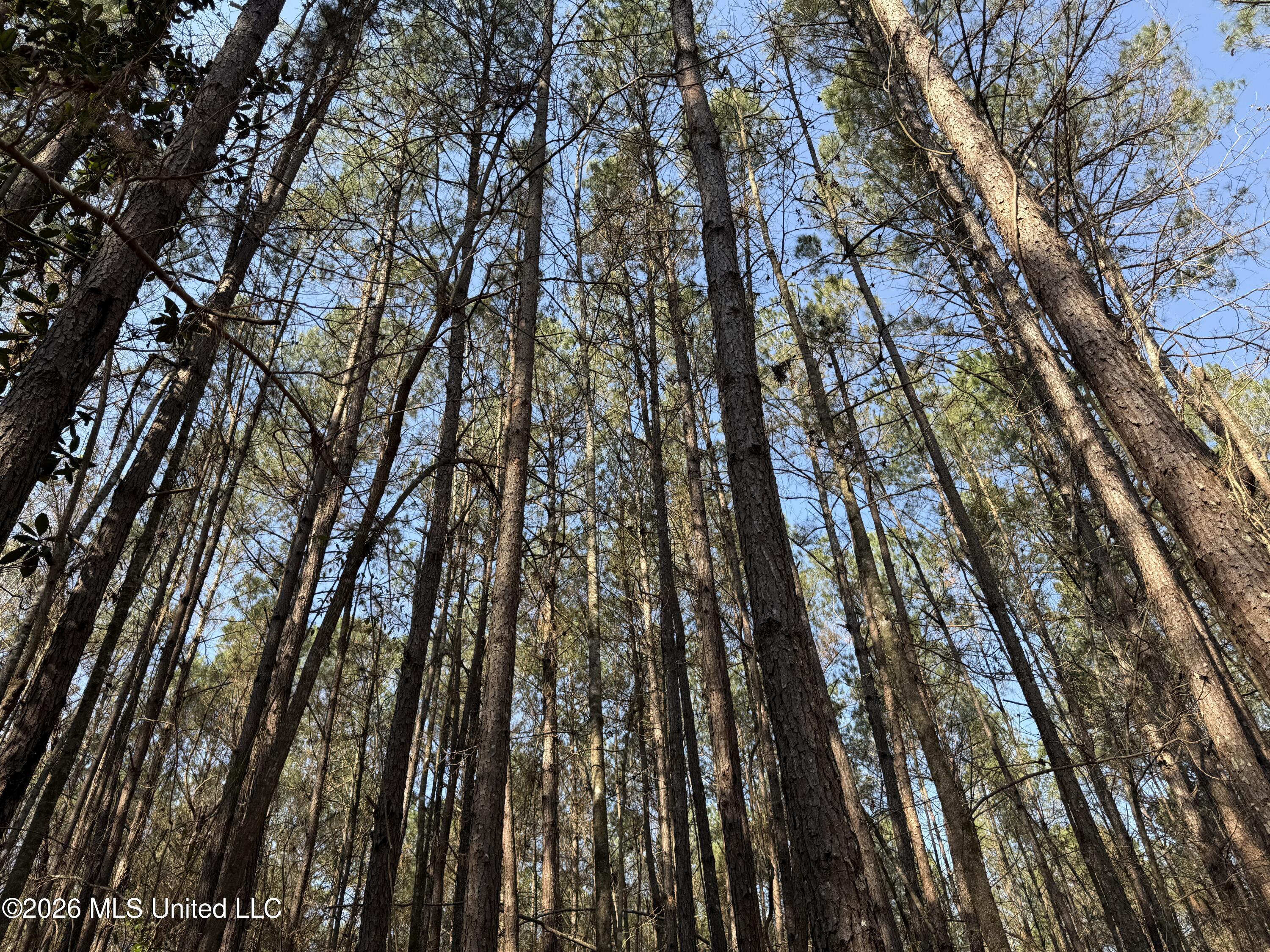 Railroad Lane Pinola, MS 39149 - Photo 21 of 40 IMG_0030