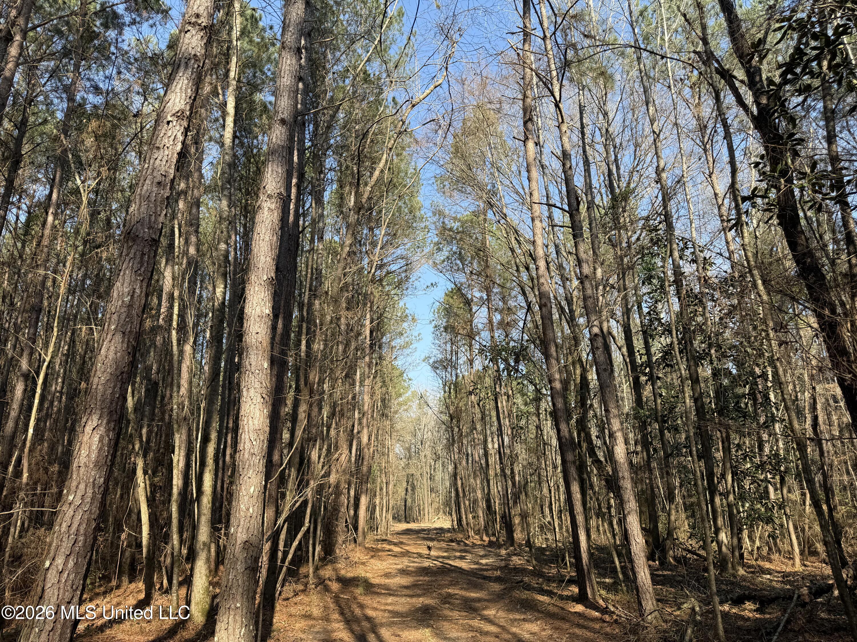 Railroad Lane Pinola, MS 39149 - Photo 3 of 40 IMG_0028