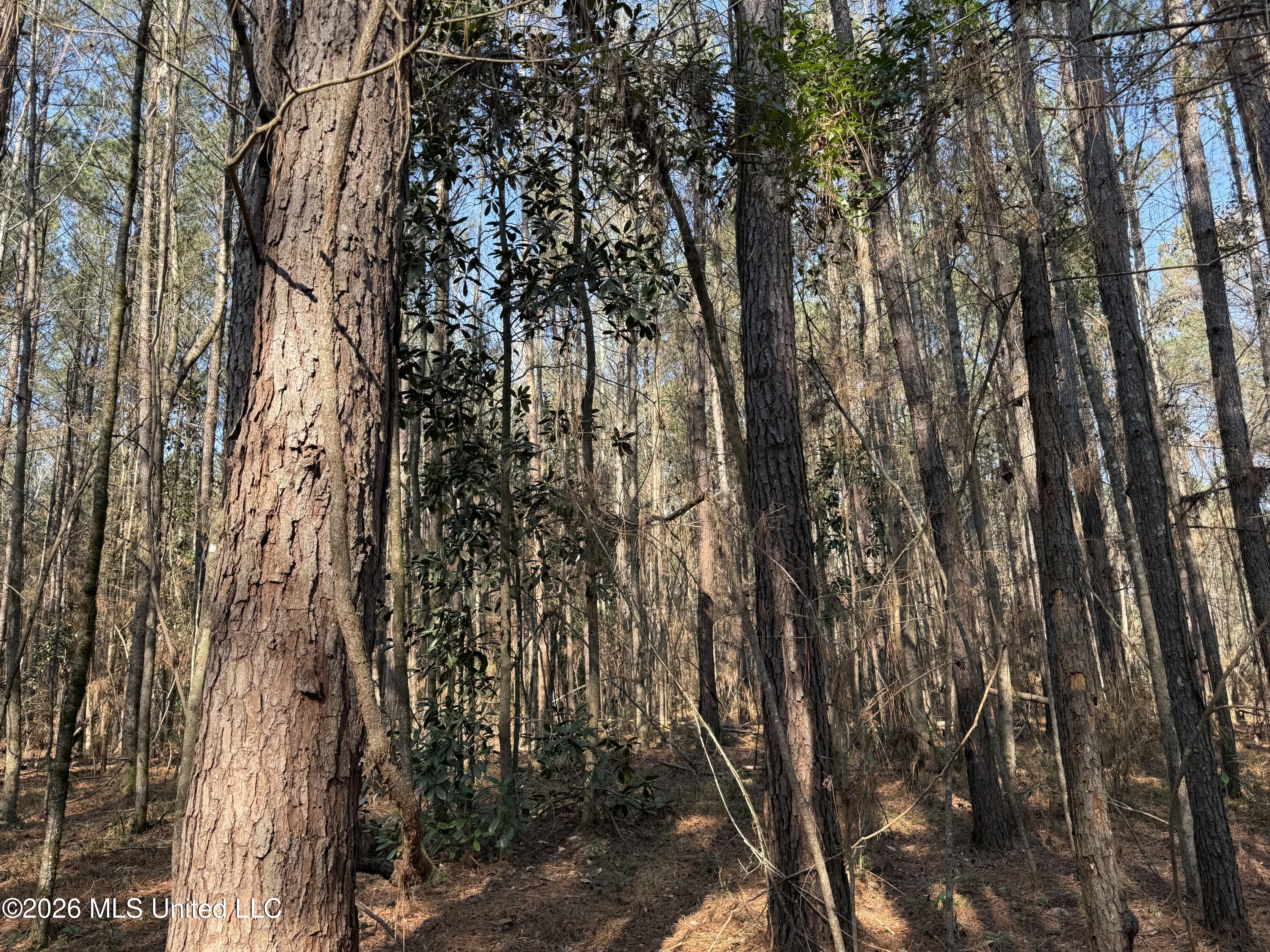Railroad Lane Pinola, MS 39149 - Photo 5 of 40 IMG_0025
