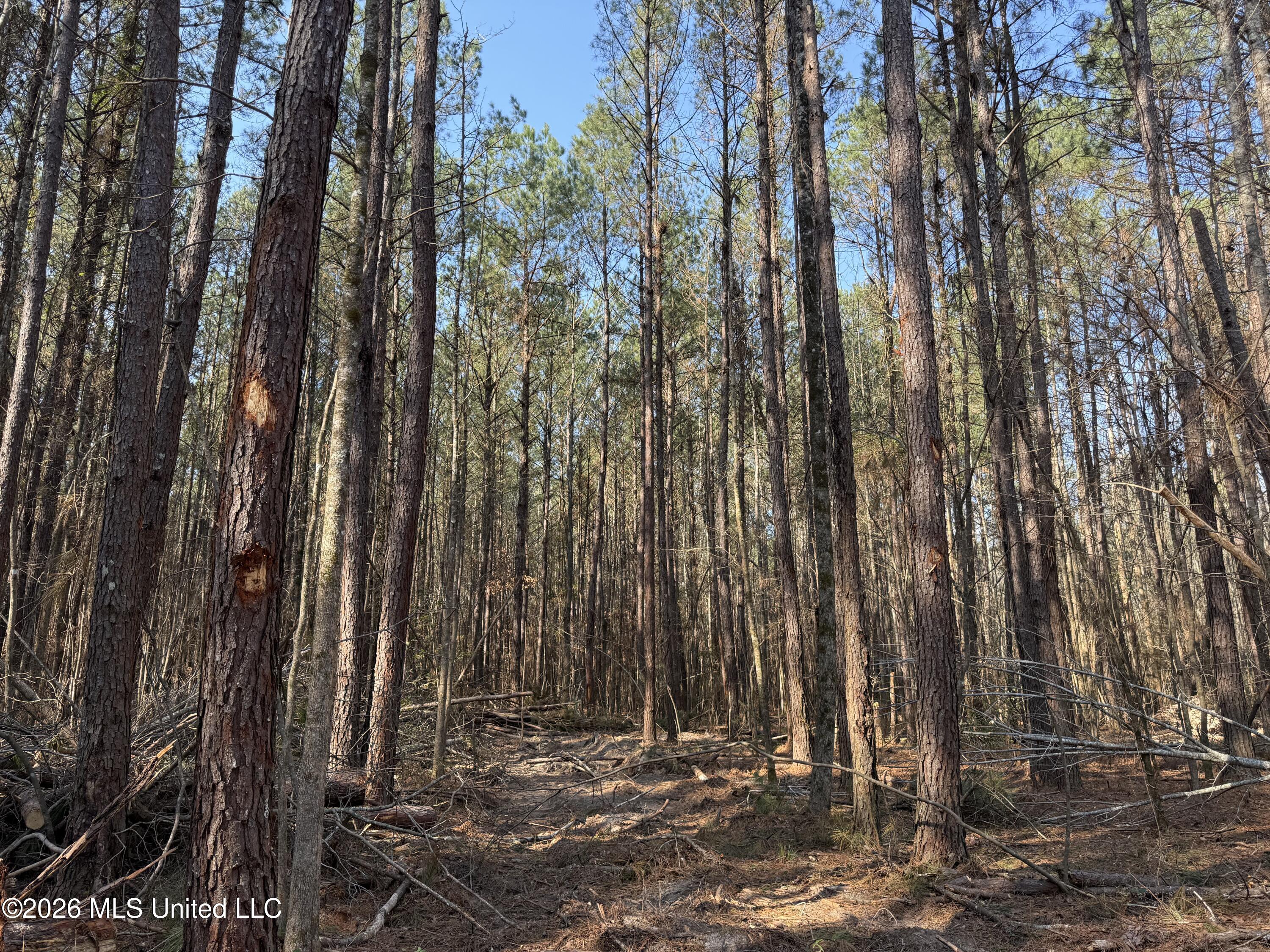 Railroad Lane Pinola, MS 39149 - Photo 7 of 40 IMG_0034