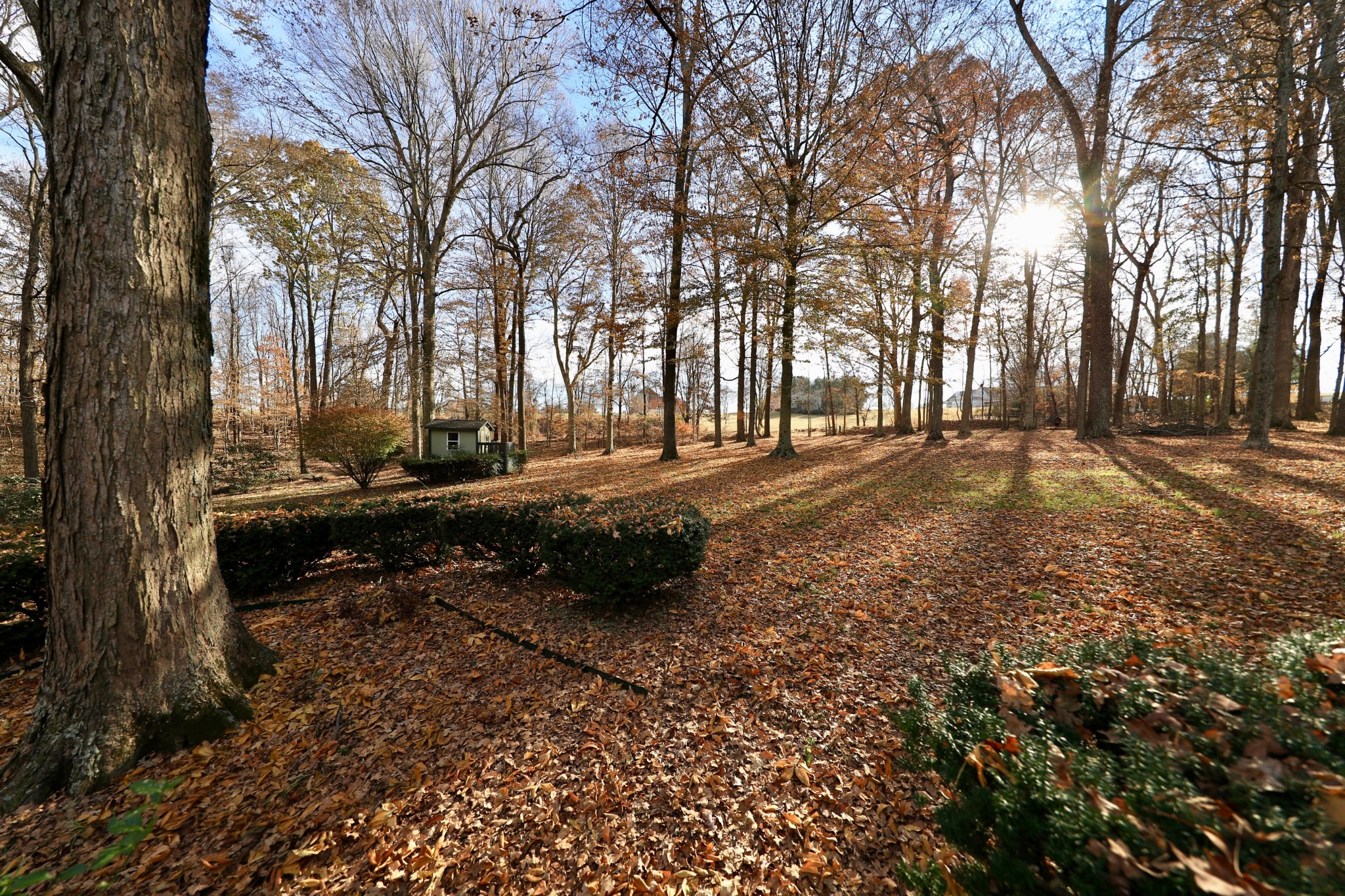 6982 New Chapel Road Springfield, TN 37172 - Photo 5 of 32 a view of a yard with trees