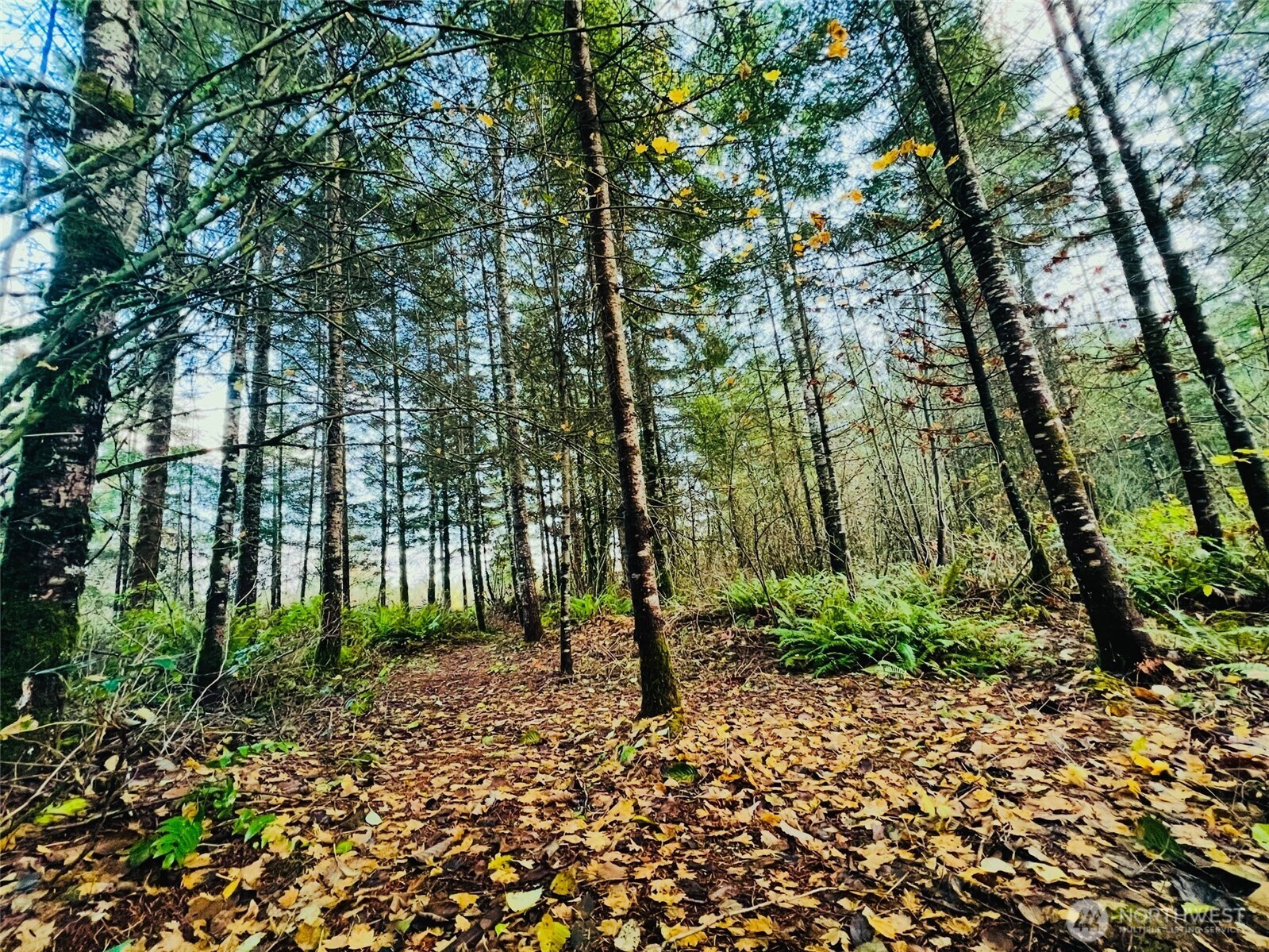 1412 Centralia Alpha Road Chehalis, WA 98532 - Photo 28 of 37 a view of outdoor space with deck and trees