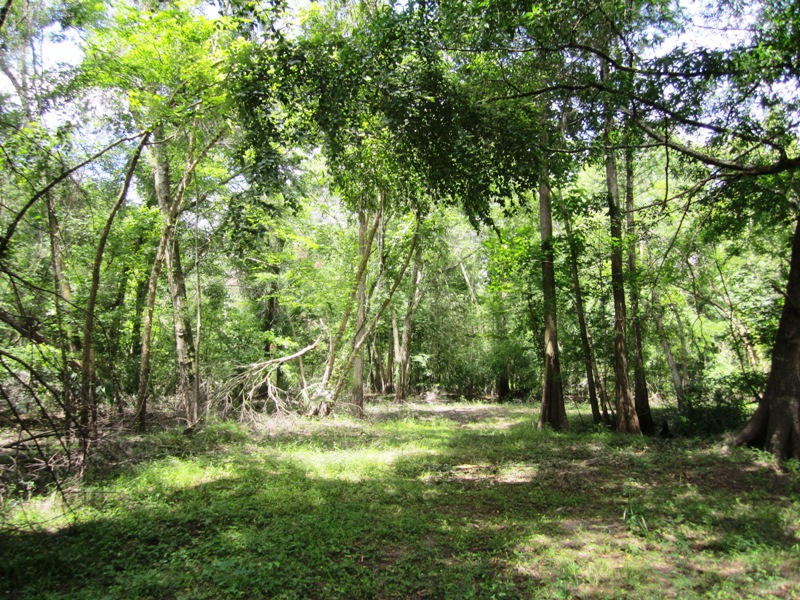 0 Edisto River Road St. George, SC 29477 - Photo 11 of 13 142edit