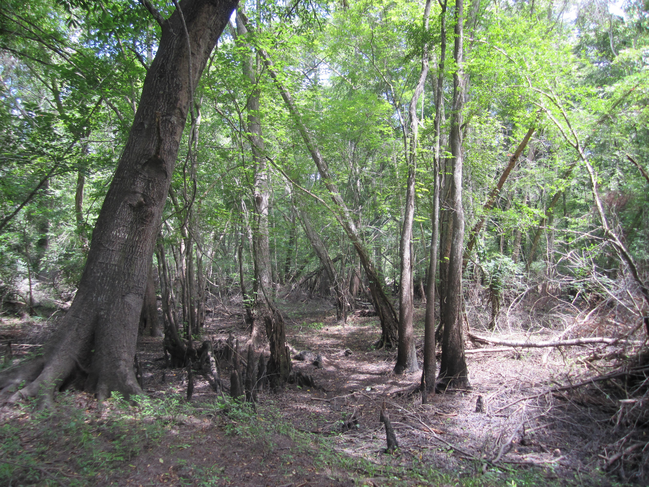 0 Edisto River Road St. George, SC 29477 - Photo 6 of 13 124
