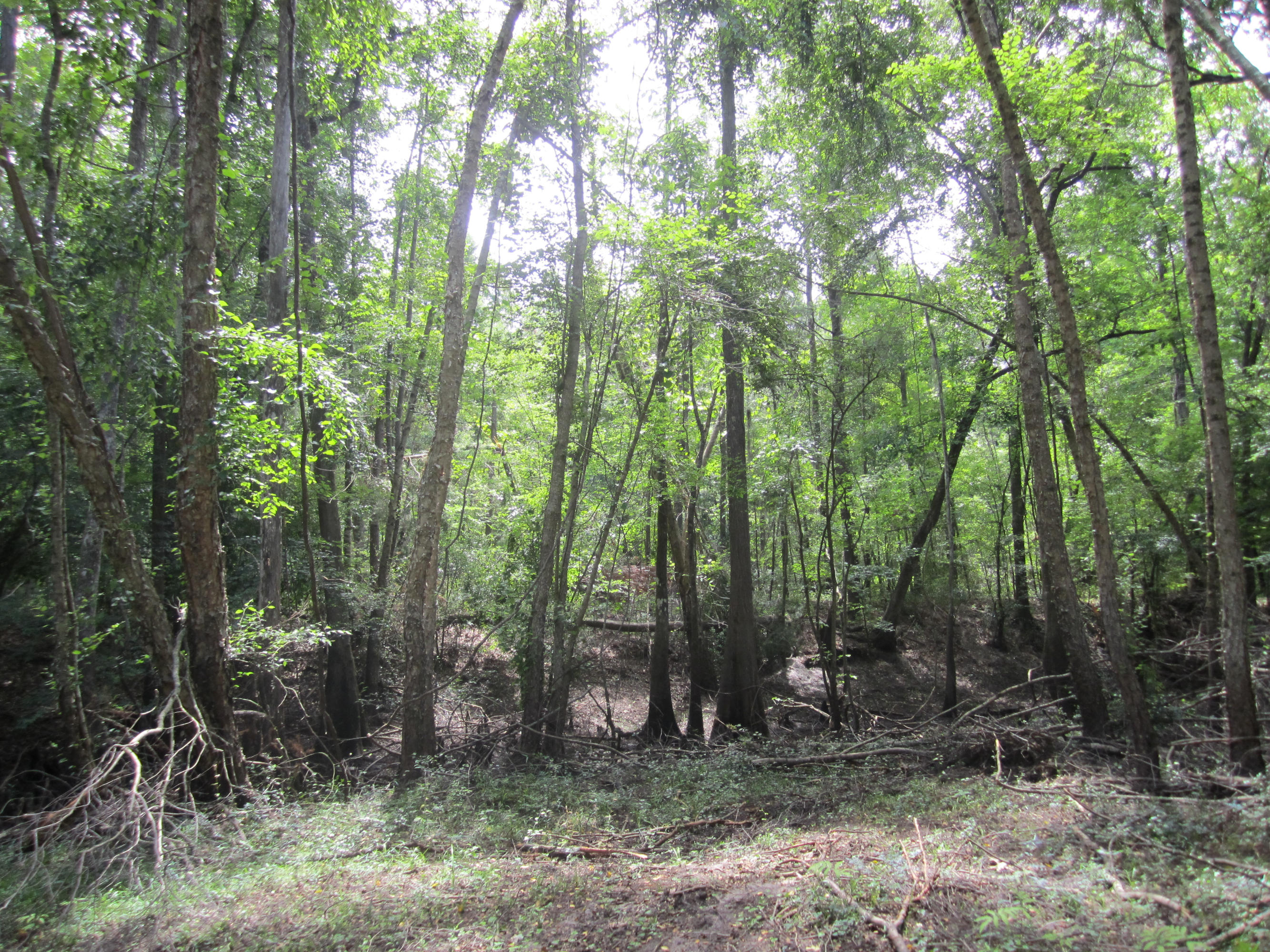 0 Edisto River Road St. George, SC 29477 - Photo 7 of 13 127