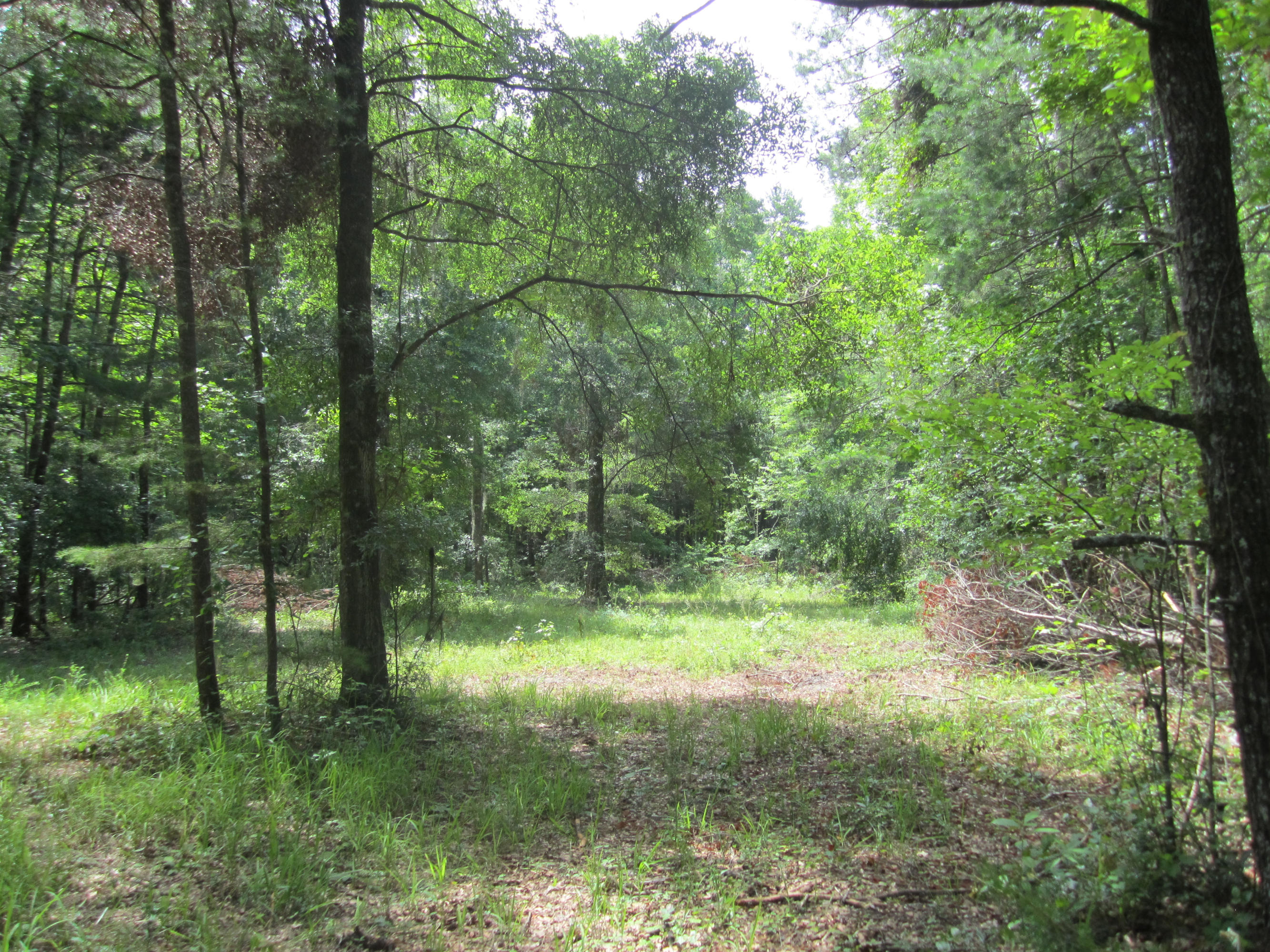 0 Edisto River Road St. George, SC 29477 - Photo 8 of 13 131