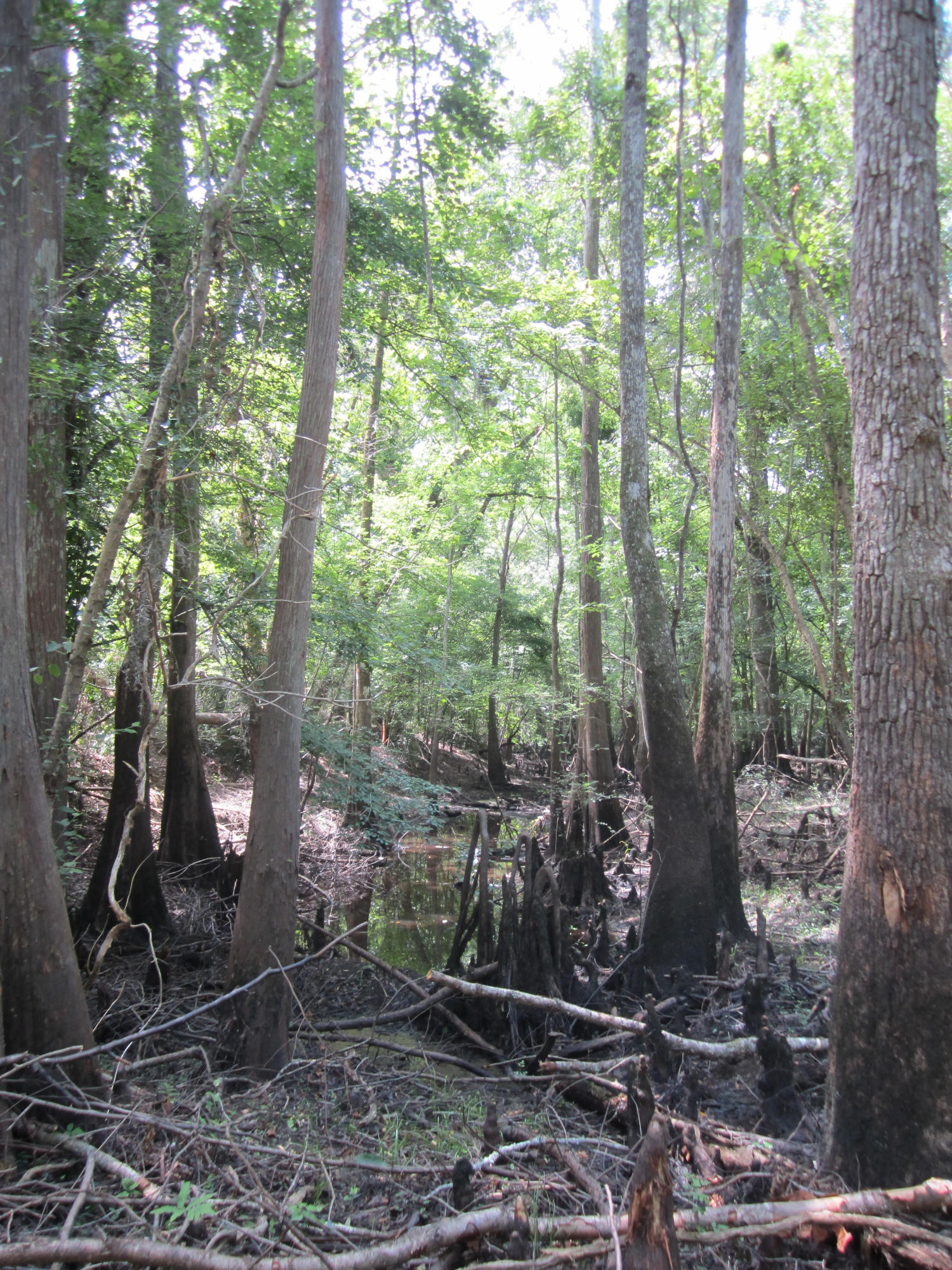 0 Edisto River Road St. George, SC 29477 - Photo 10 of 13 138