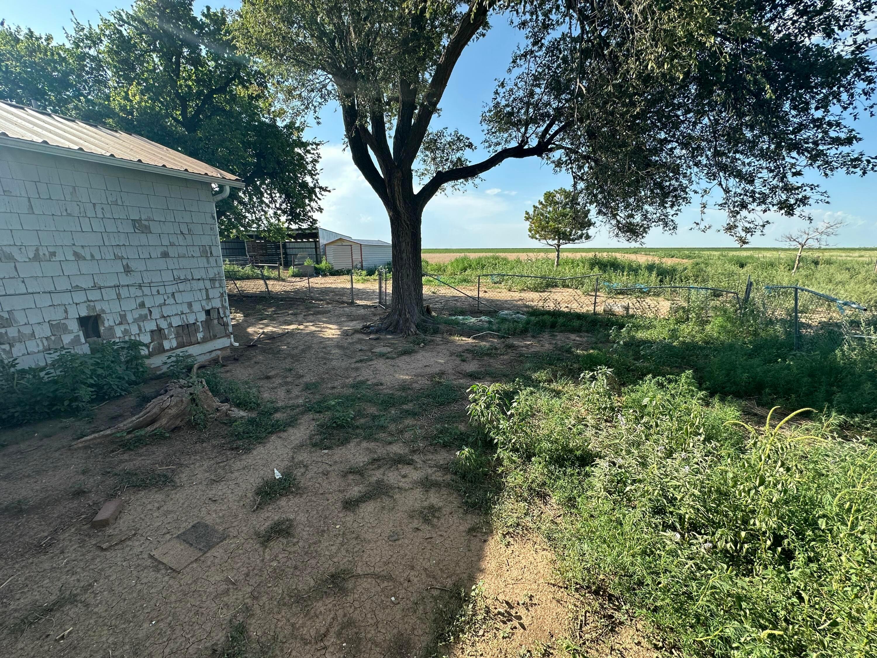 1381 Fm 293 Road Panhandle, TX 79068 - Photo 10 of 12 a view of a yard with plants and large trees
