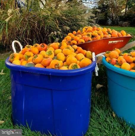 10 Maplecrest Court Potomac, MD 20854 - Photo 69 of 73 Luscious Persimmons