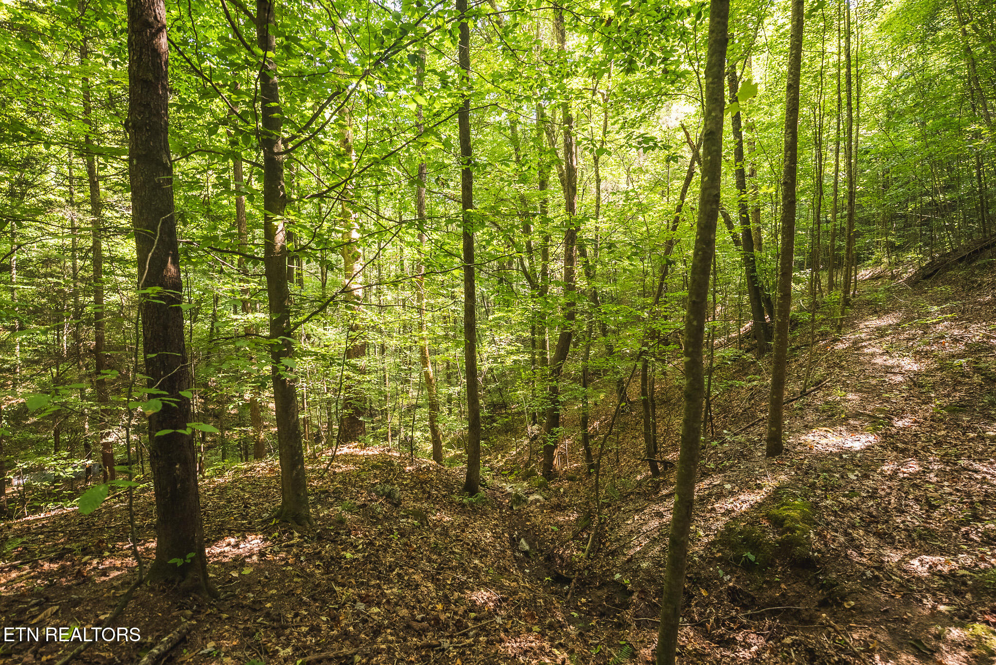 Watson Hollow Road Speedwell, TN 37870 - Photo 17 of 37 DSC03654