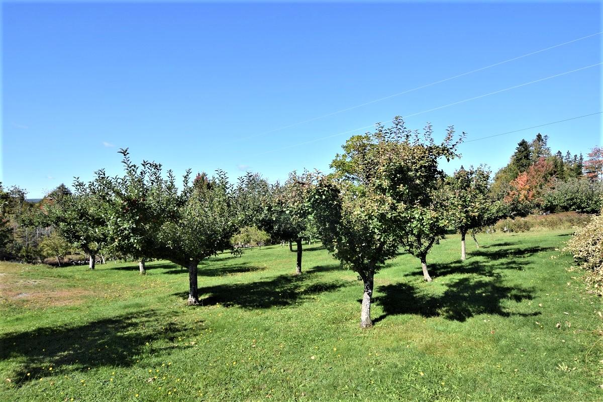 2001 Northfield Road Northfield, ME 04654 - Photo 51 of 70 Varieties of Apples...