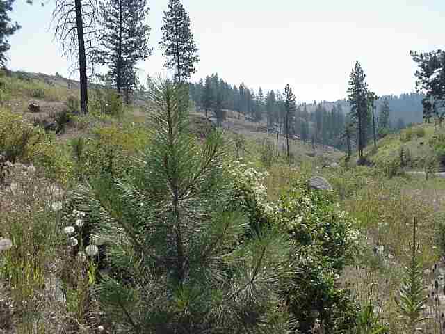 4720 North Gordon Road Spokane, WA 99224 - Photo 4 of 4