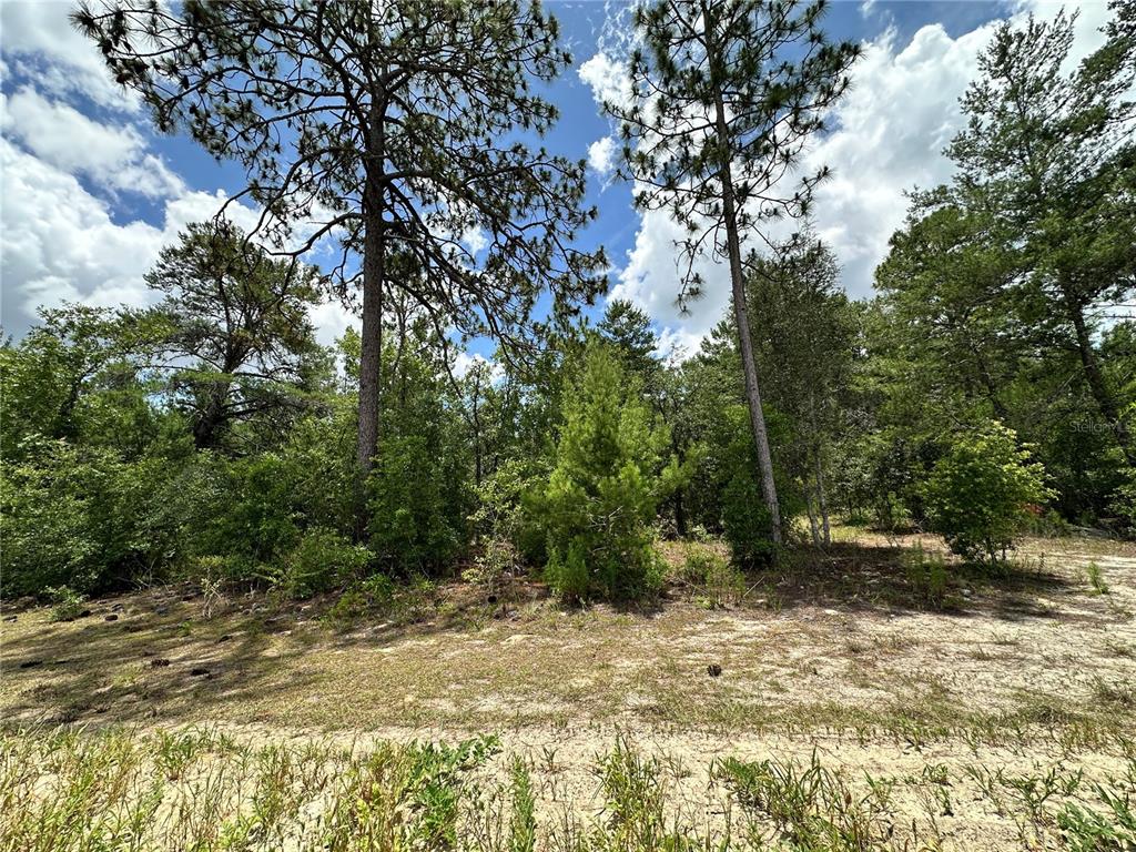 Tbd Northeast 69th Place Bronson, FL 32621 - Photo 6 of 12