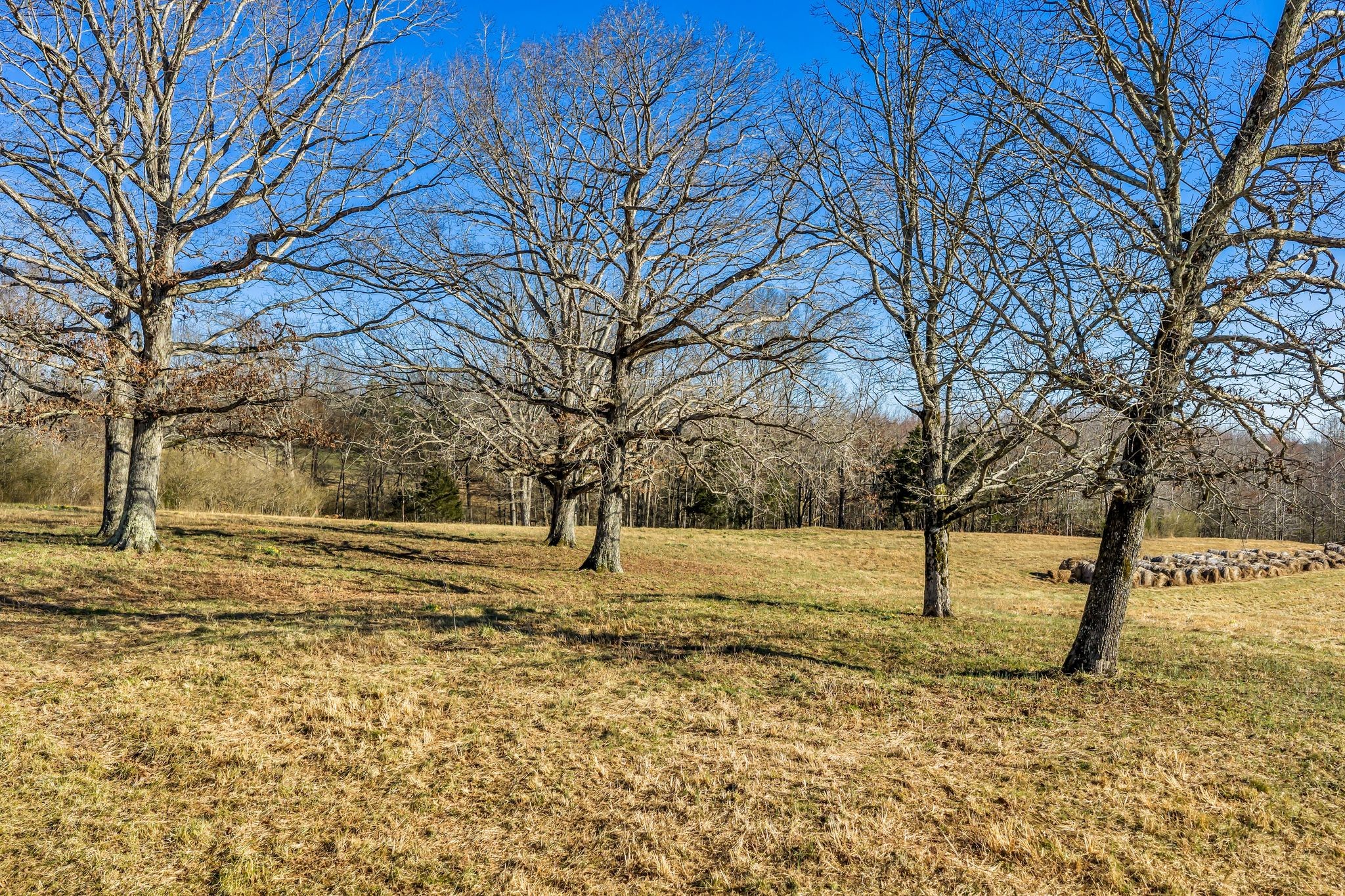 2340 Ridge Road McEwen, TN 37101 - Photo 50 of 72 a view of a yard with a tree