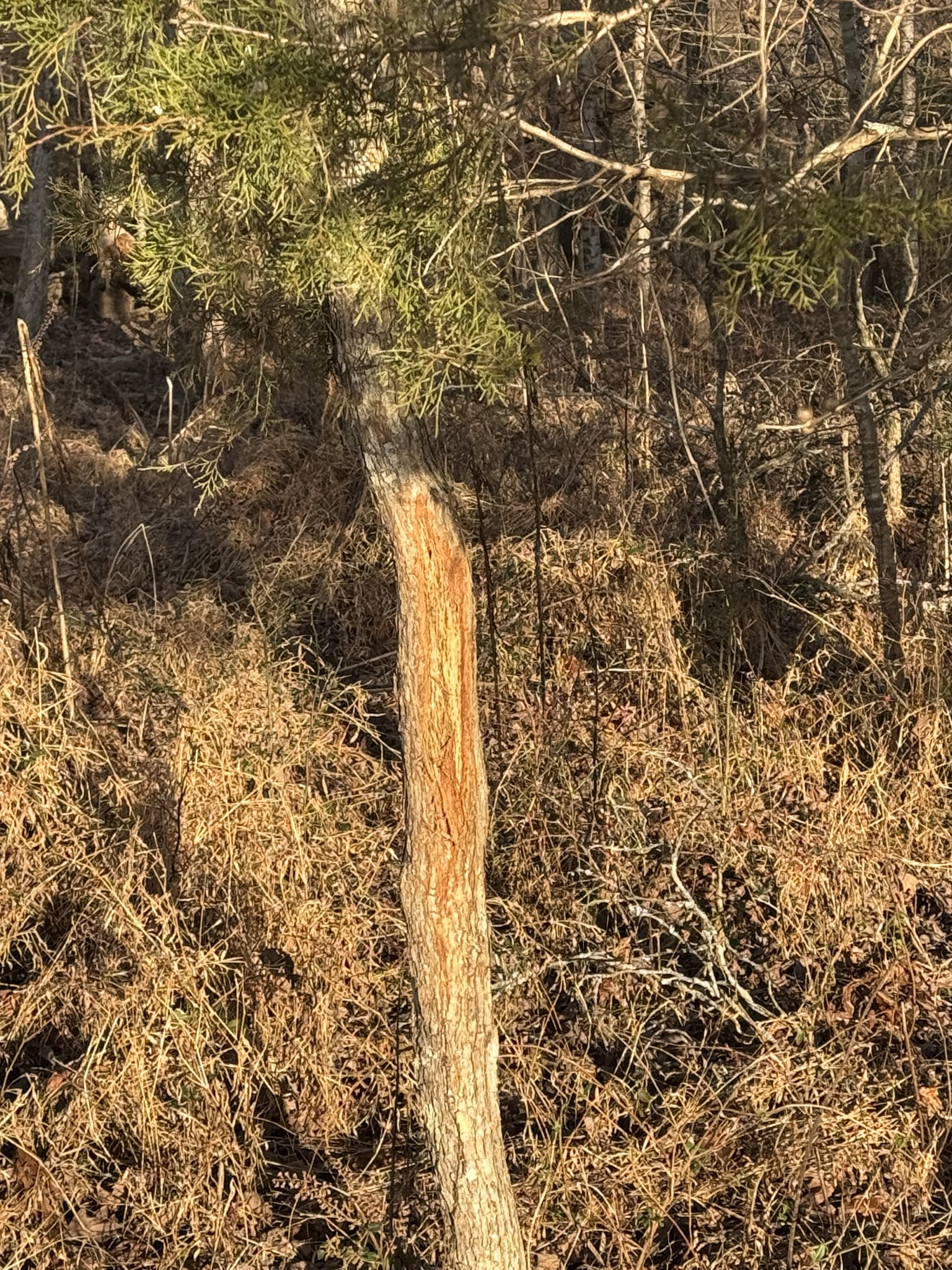 2340 Ridge Road McEwen, TN 37101 - Photo 7 of 72 a bathroom with a shower