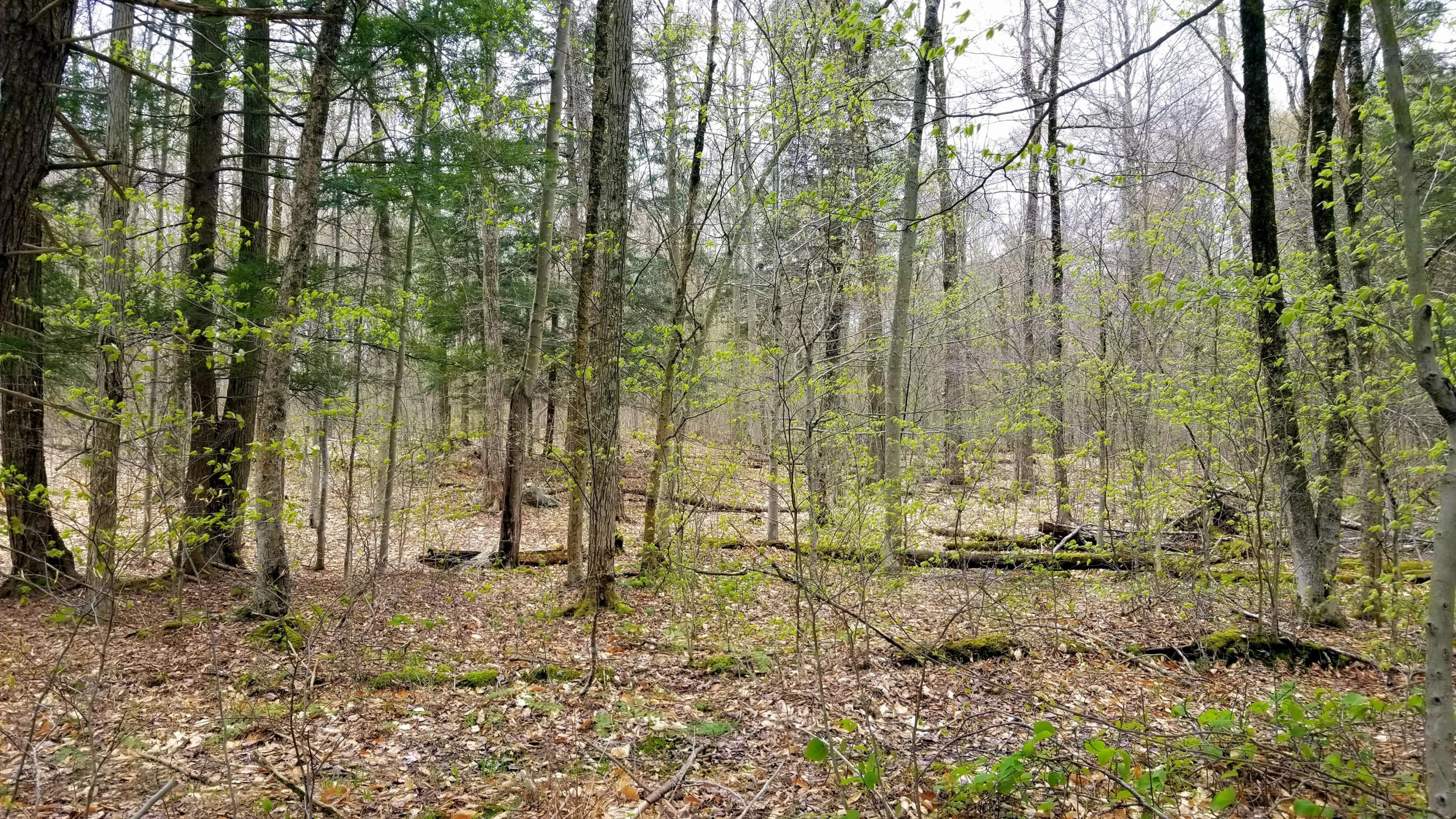 Lot 80 Stonegate Road Equinunk, PA 18417 - Photo 30 of 58