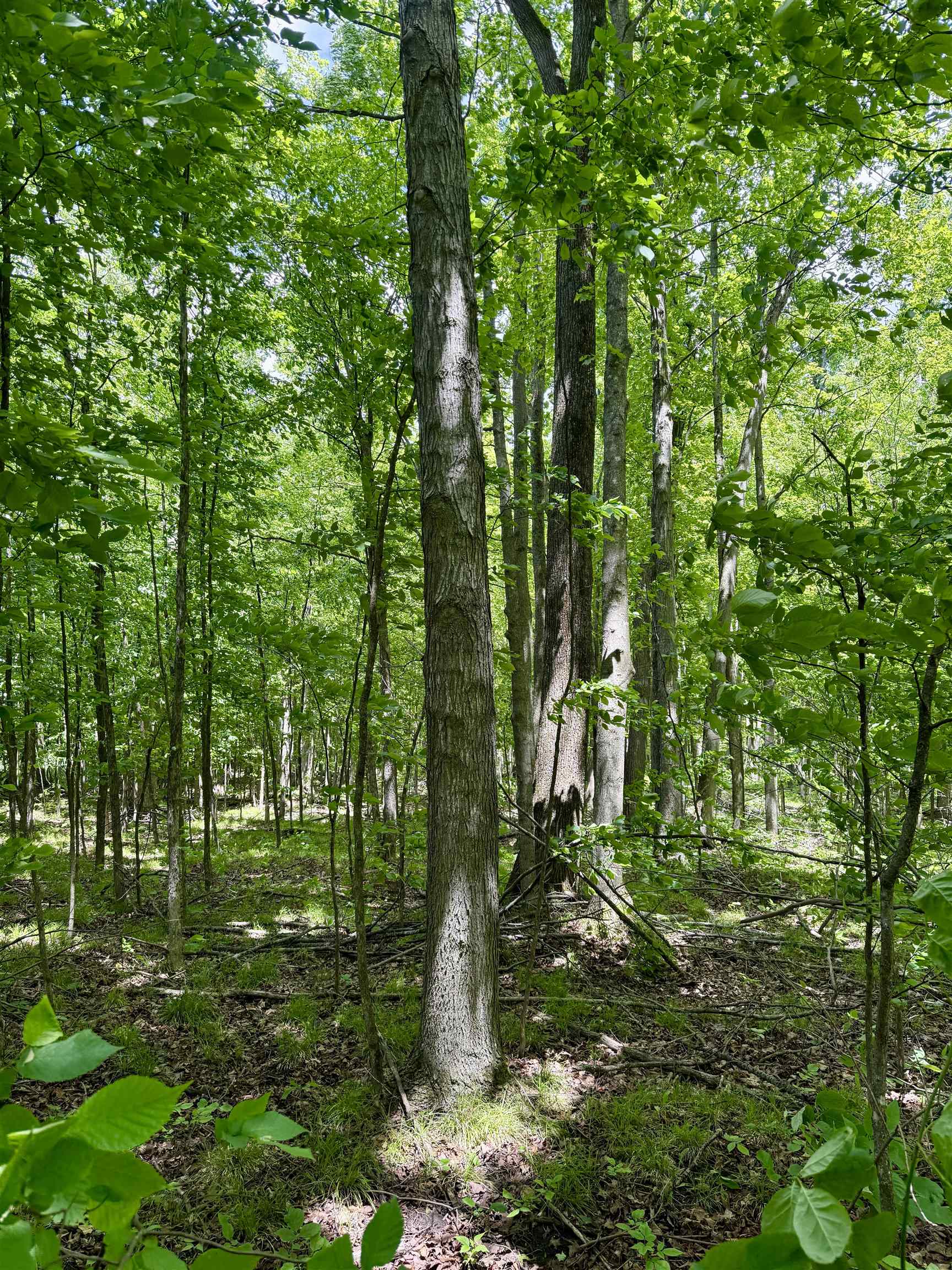 V/l Farrier Road Hillman, MI 49746 - Photo 6 of 26