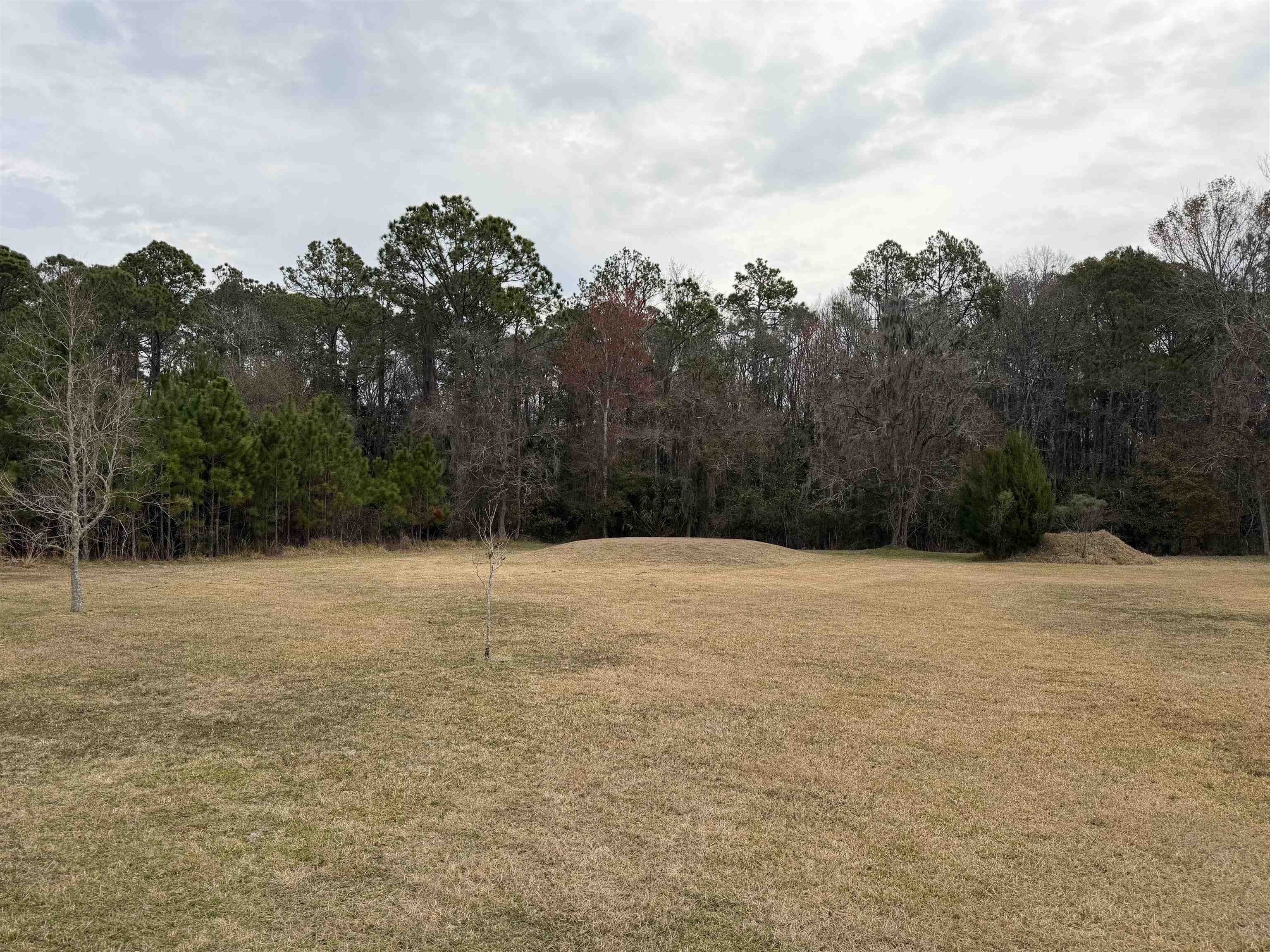 2434 Pellicer Road St. Augustine, FL 32092 - Photo 20 of 41 View of grassy yard with a forest view