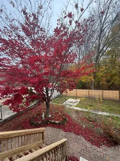 a view of a backyard with large trees
