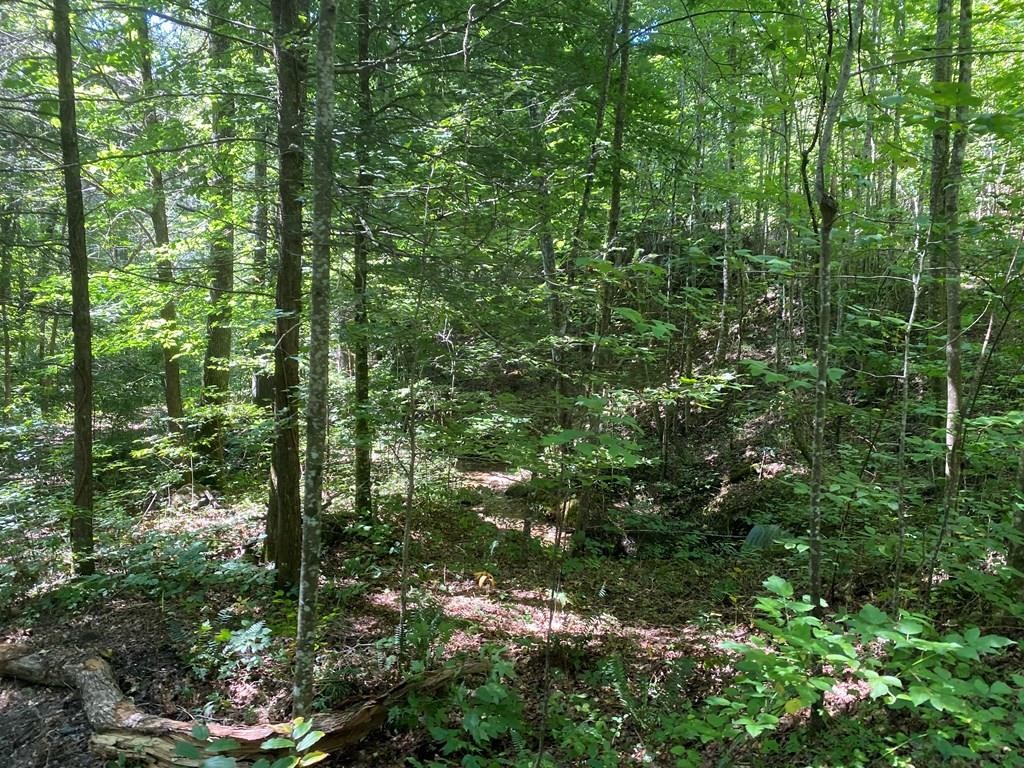 1882 Obes Branch Road Sevierville, TN 37876 - Photo 1 of 11