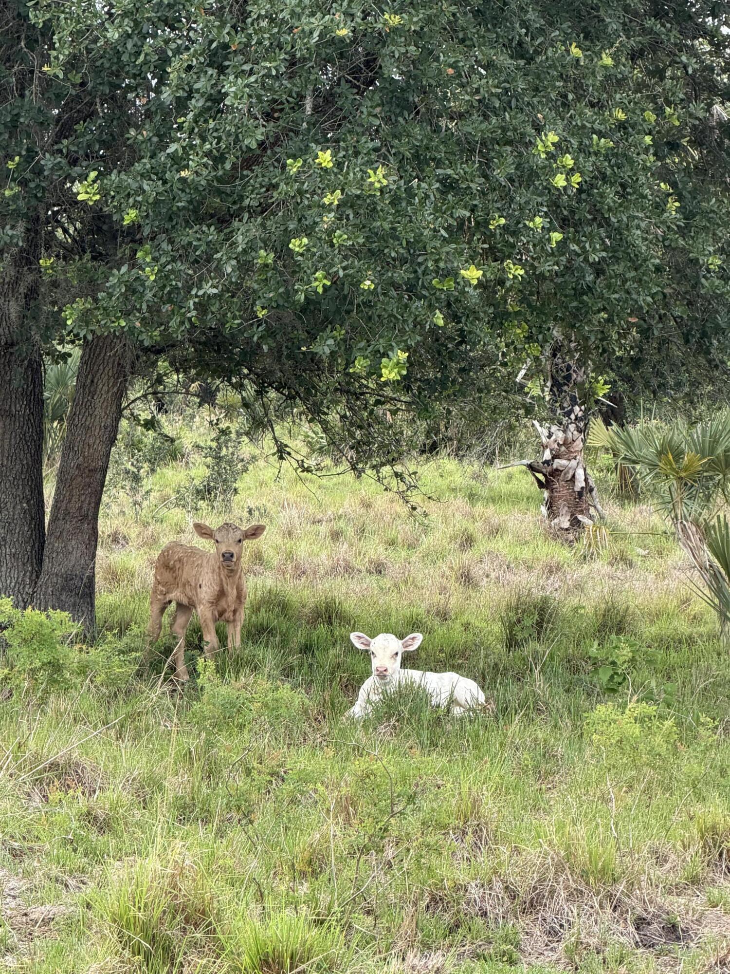 0 Co Road Clewiston, FL 33440 - Photo 2 of 40 IMG_0960