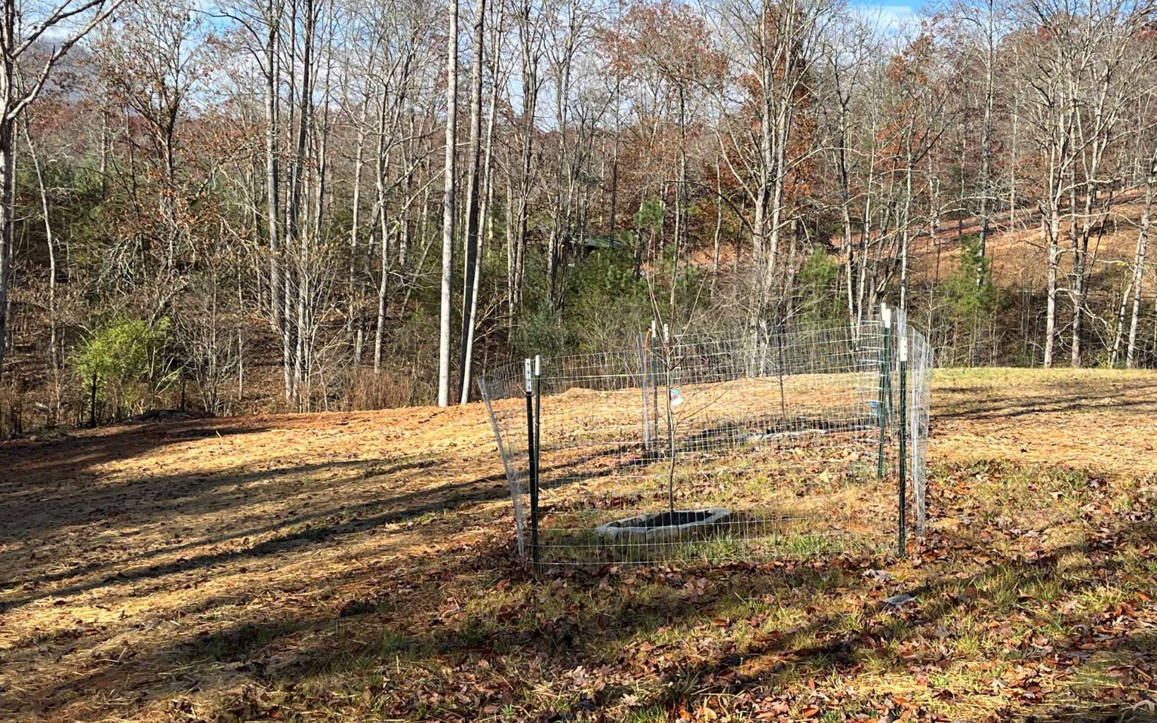654 Burger Road Murphy, NC 28906 - Photo 32 of 33 a view of yard