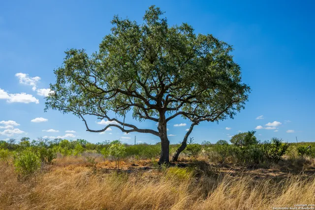 a view of a yard with a tree