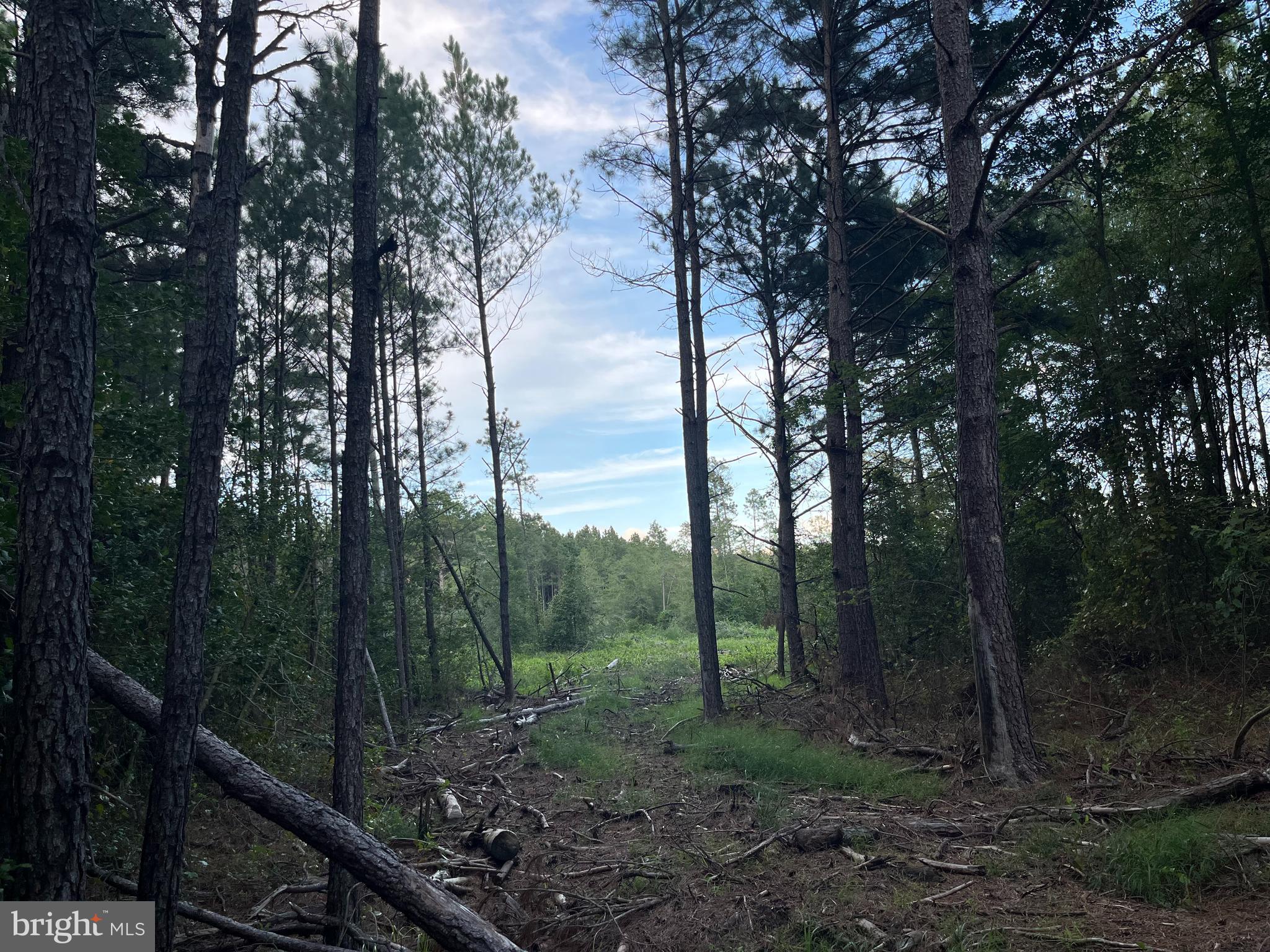 0 Greenbriar Swamp Road Eden, MD 21822 - Photo 2 of 6