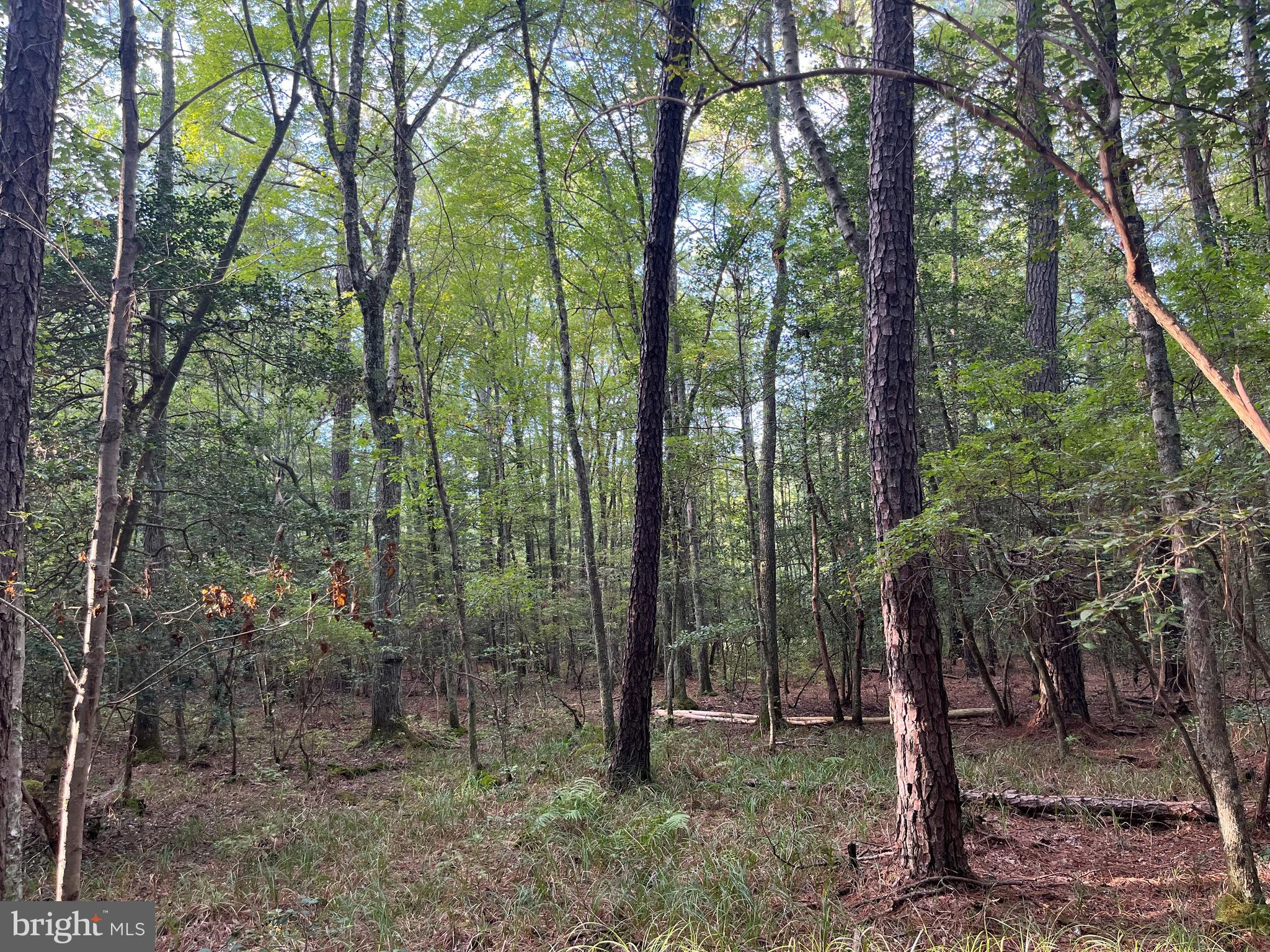 0 Greenbriar Swamp Road Eden, MD 21822 - Photo 4 of 6