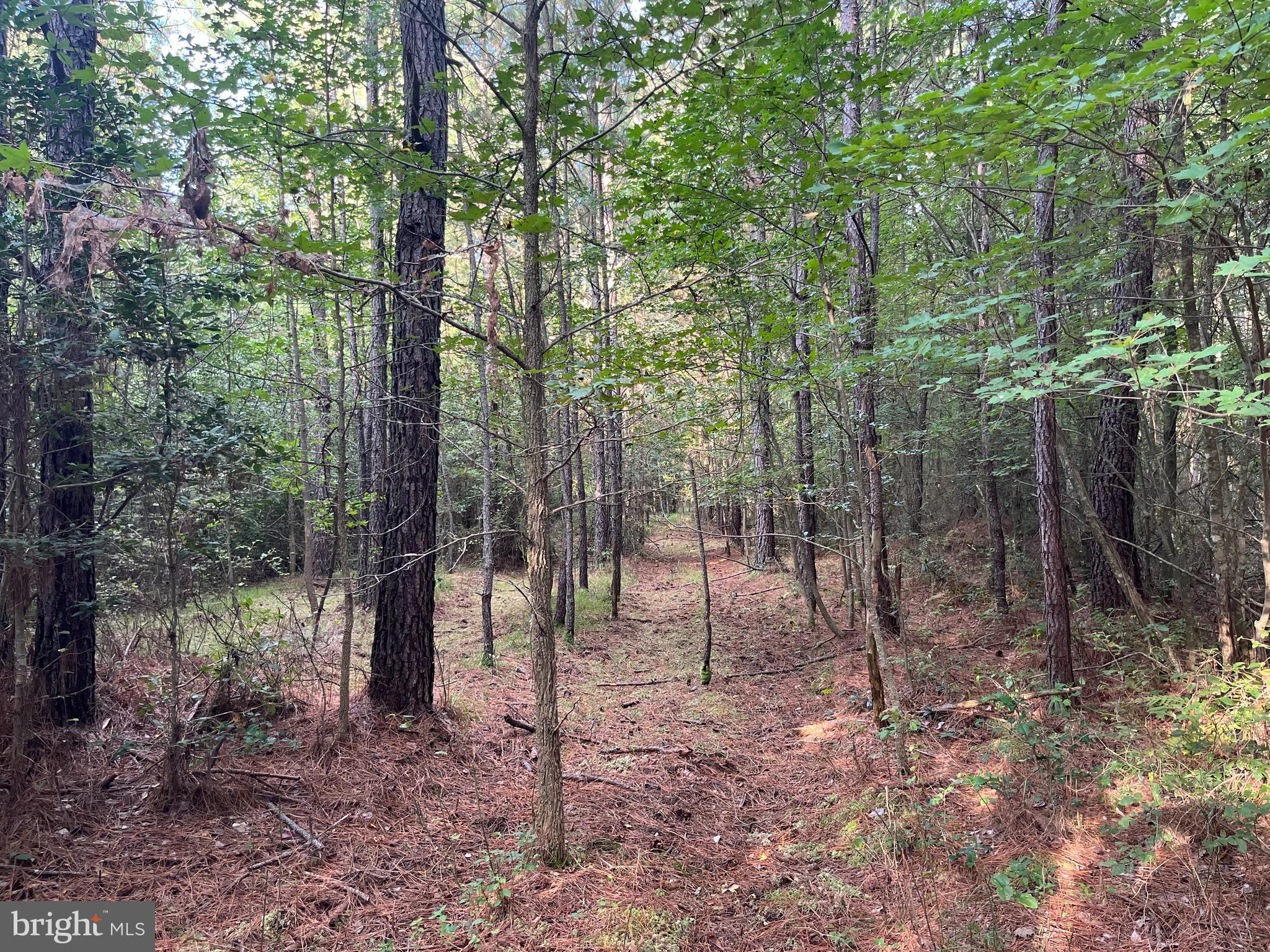 0 Greenbriar Swamp Road Eden, MD 21822 - Photo 6 of 6