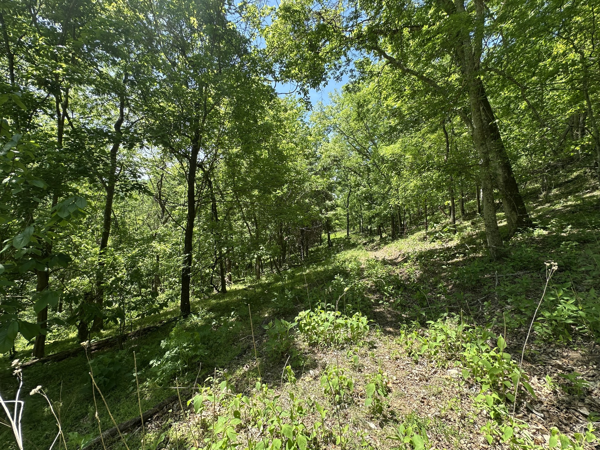 202 Maggart Road Elmwood, TN 38560 - Photo 23 of 34 a view of a lush green forest