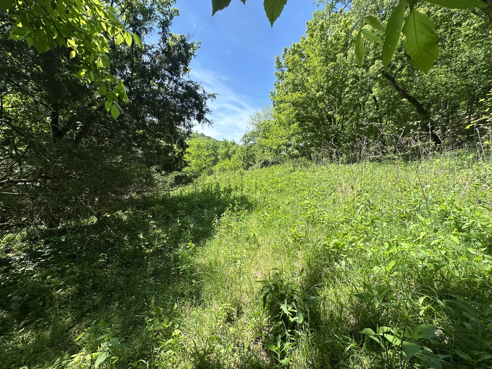 202 Maggart Road Elmwood, TN 38560 - Photo 24 of 34 a view of a lush green forest