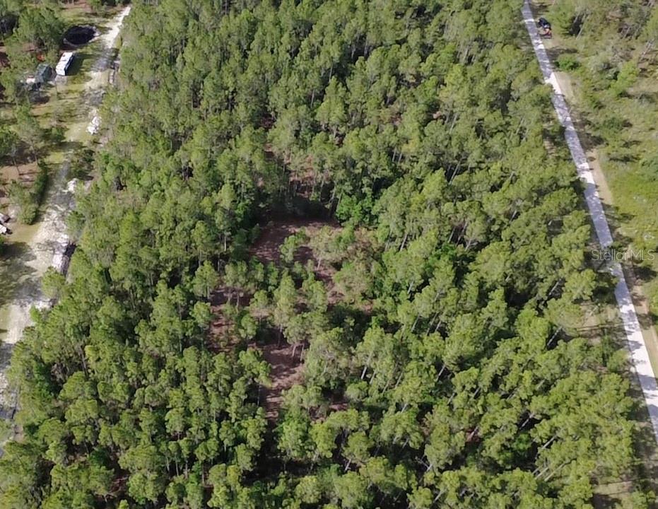 859 Wild Cur Road Pierson, FL 32180 - Photo 13 of 19 a view of a forest with a tree