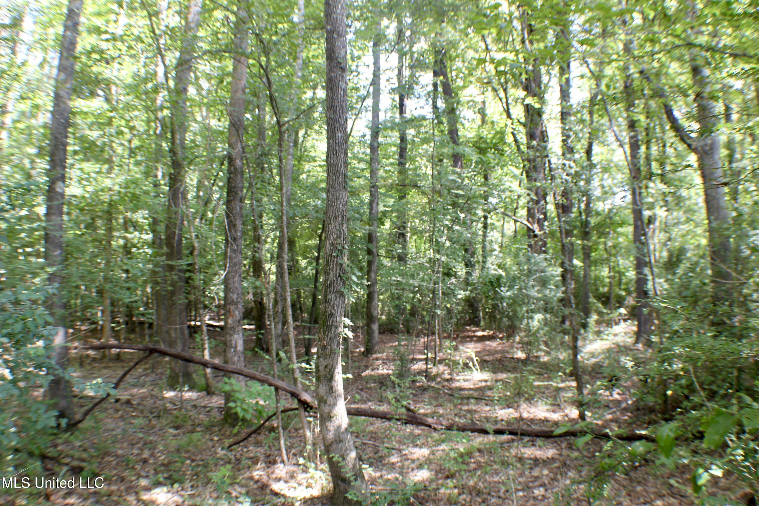 Hind Parkway Byram, MS 39272 - Photo 6 of 13 IMG_0624